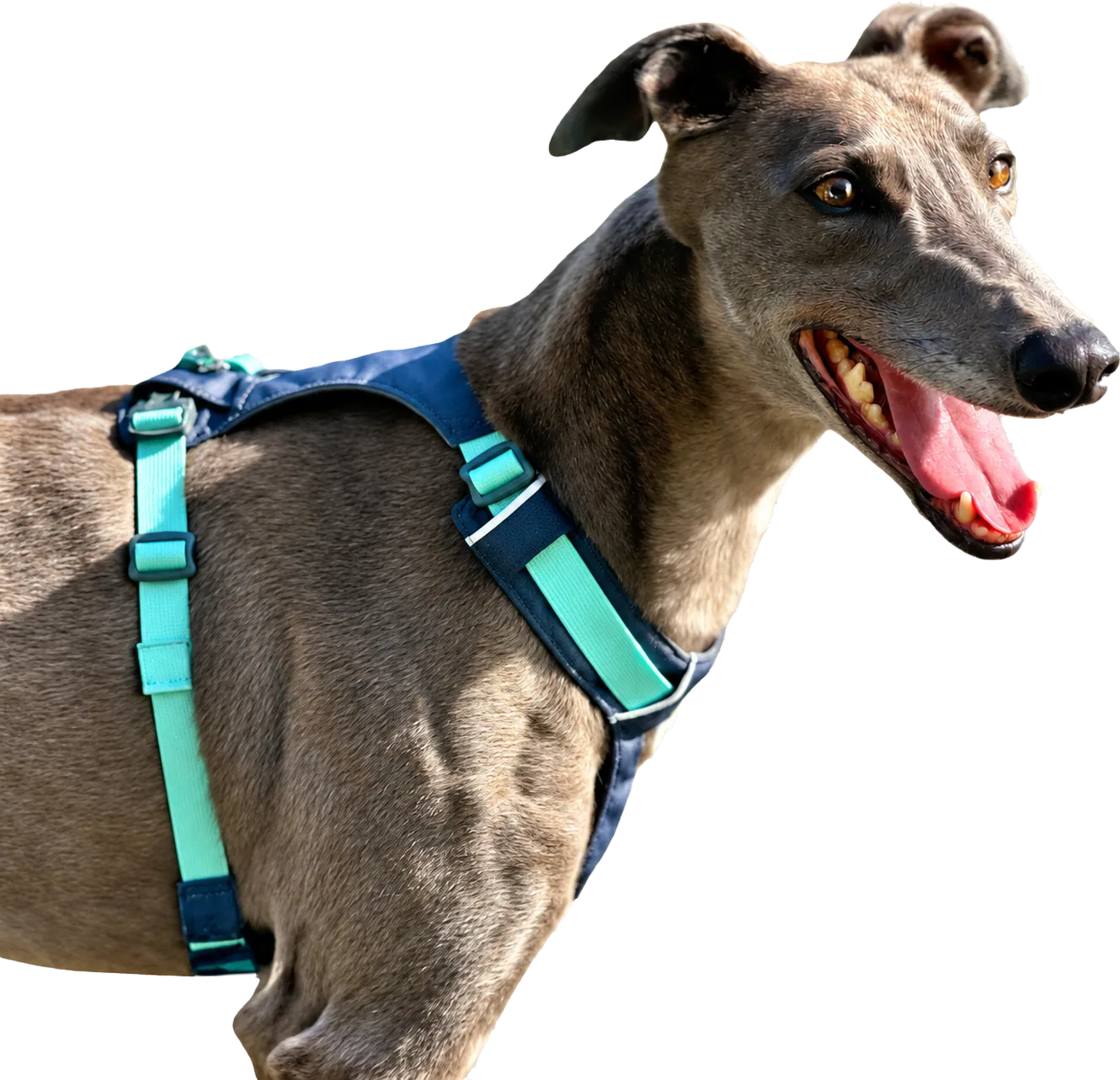 Greyhound in a teal harness looking up and smiling
