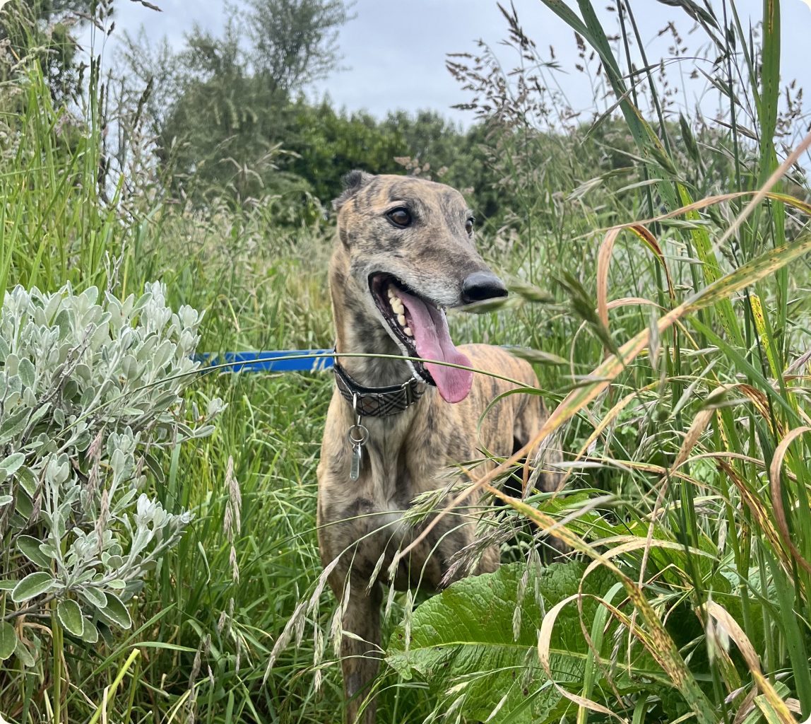 Brindle greyhound standing in long grass on a lead