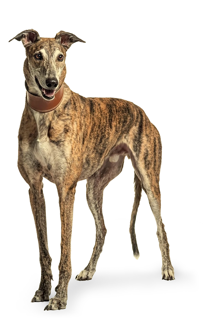 Grey-muzzled brown greyhound standing
