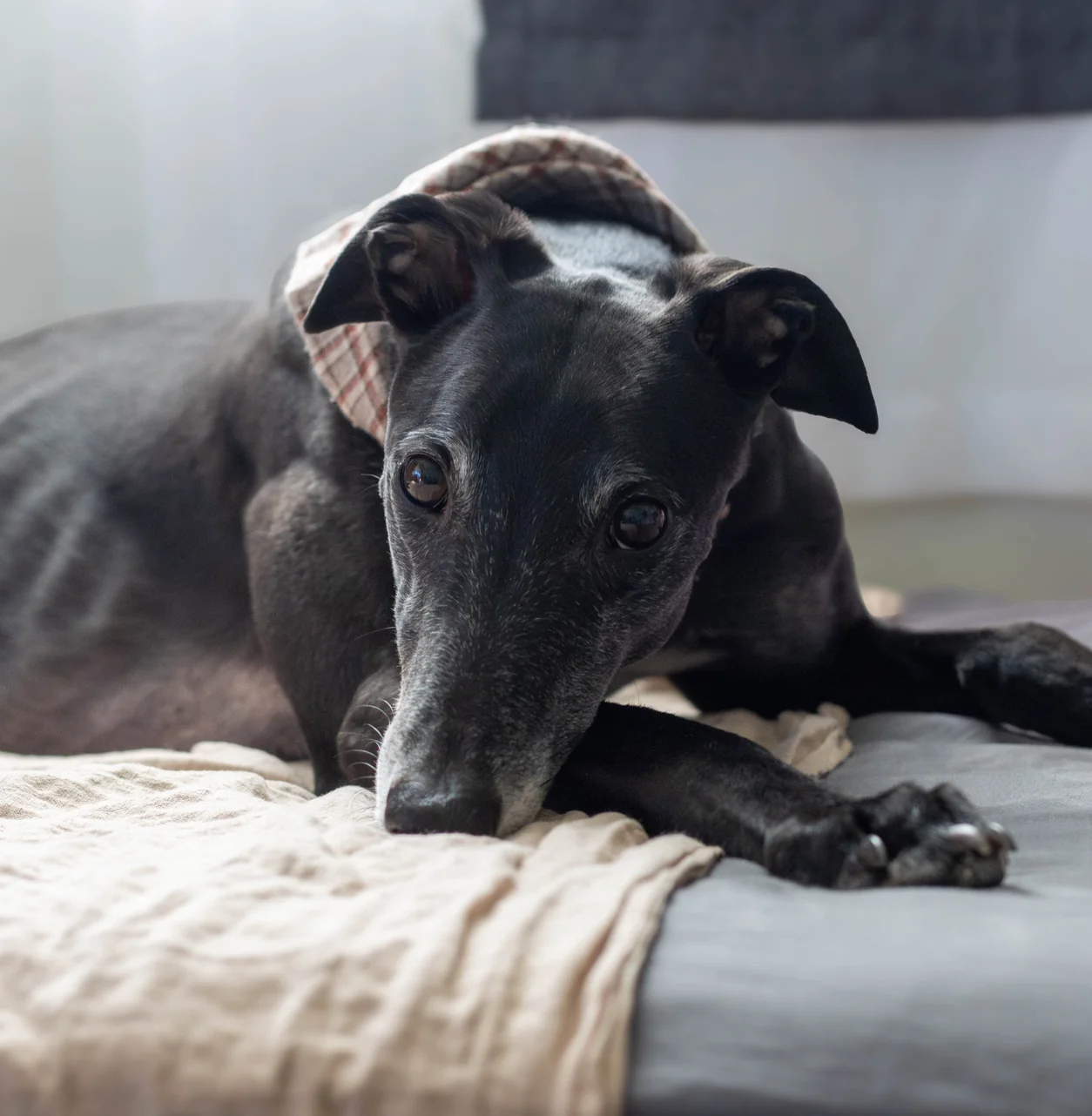 Greyhound resting on a blanket