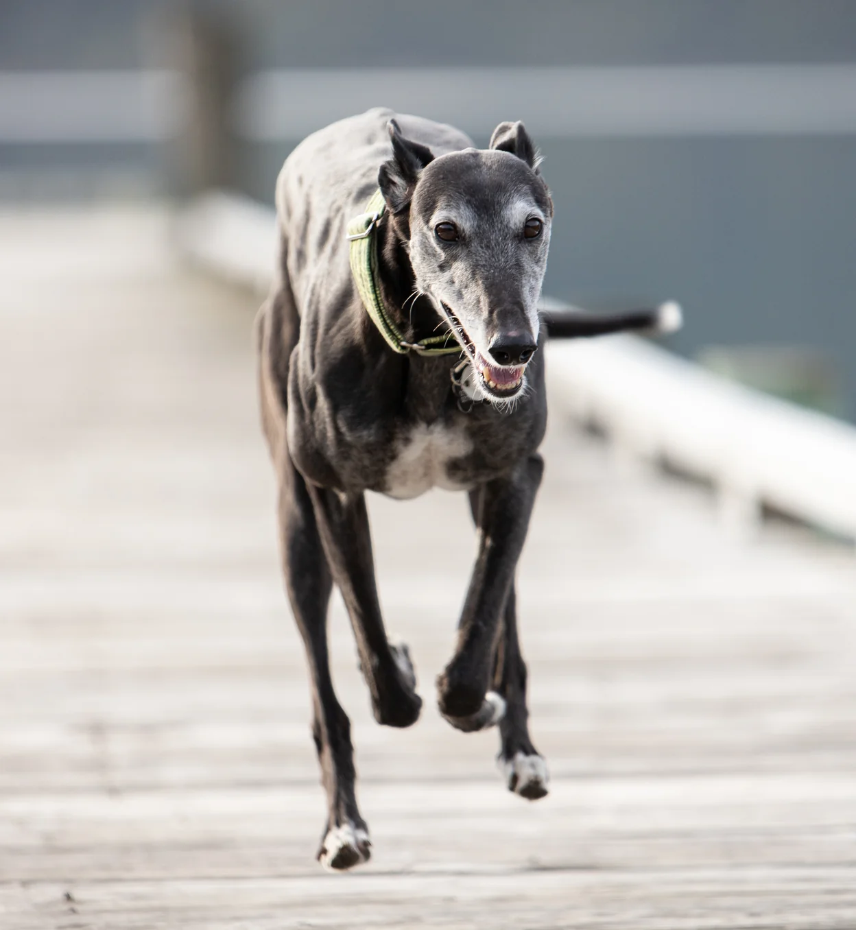 Greyhound running along a boardwalk