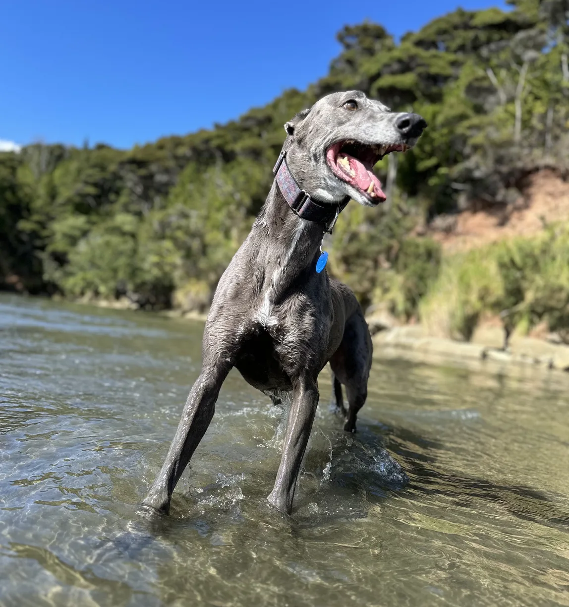 A grey greyhound standing in a shallow river, mouth open