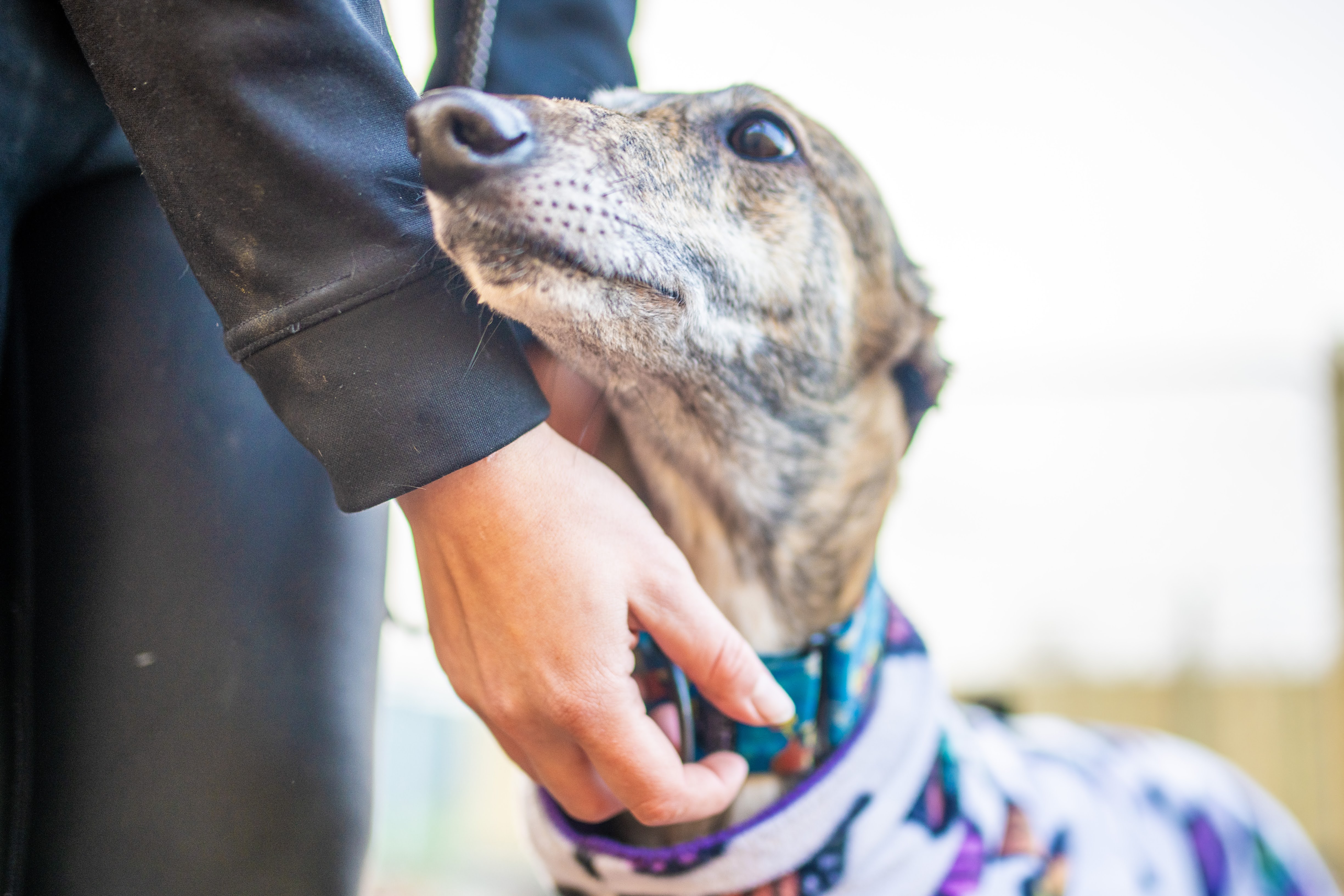 A hand gently resting on a brindle greyhound in a coat