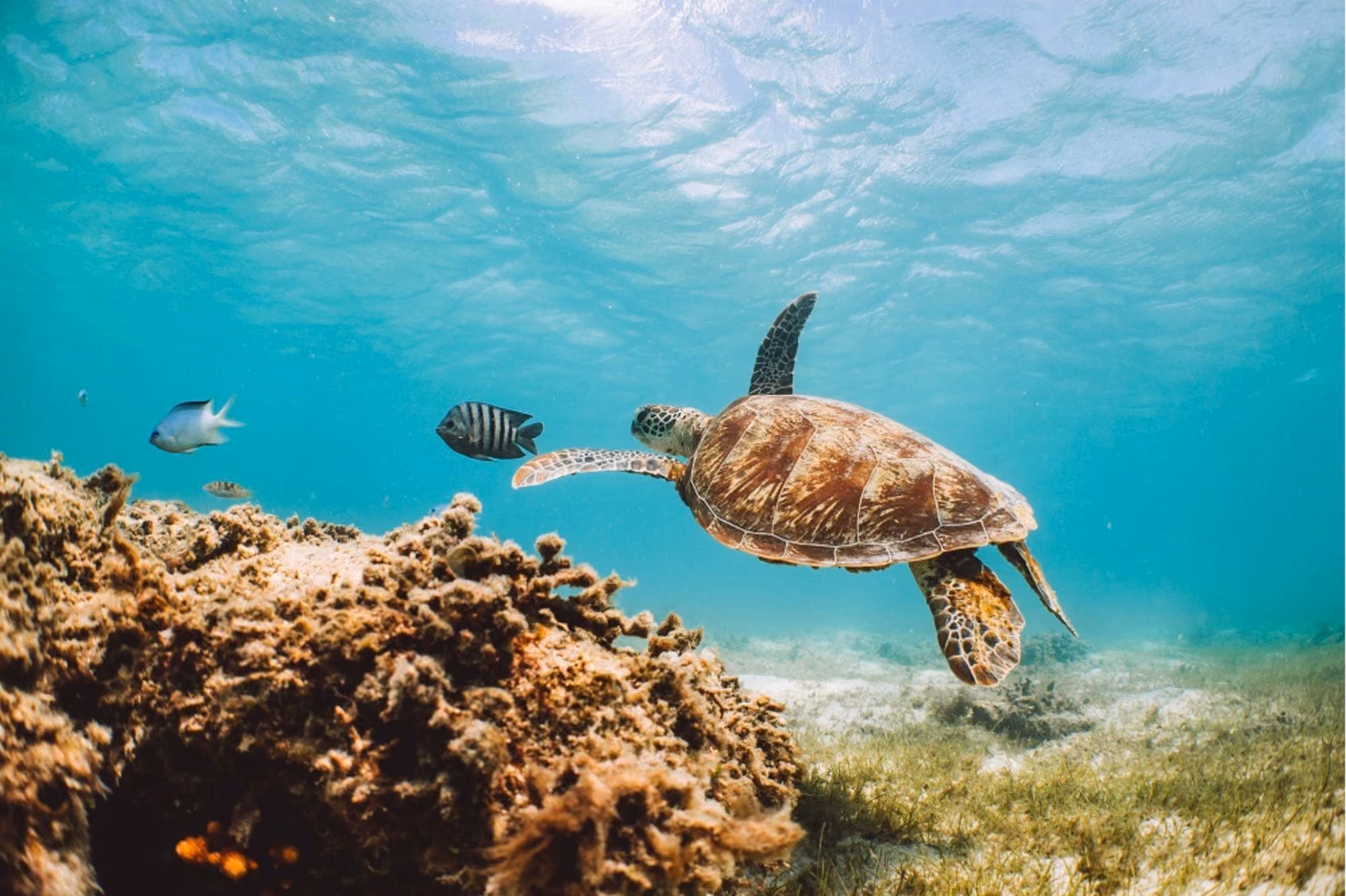 Sea turtles in the wild