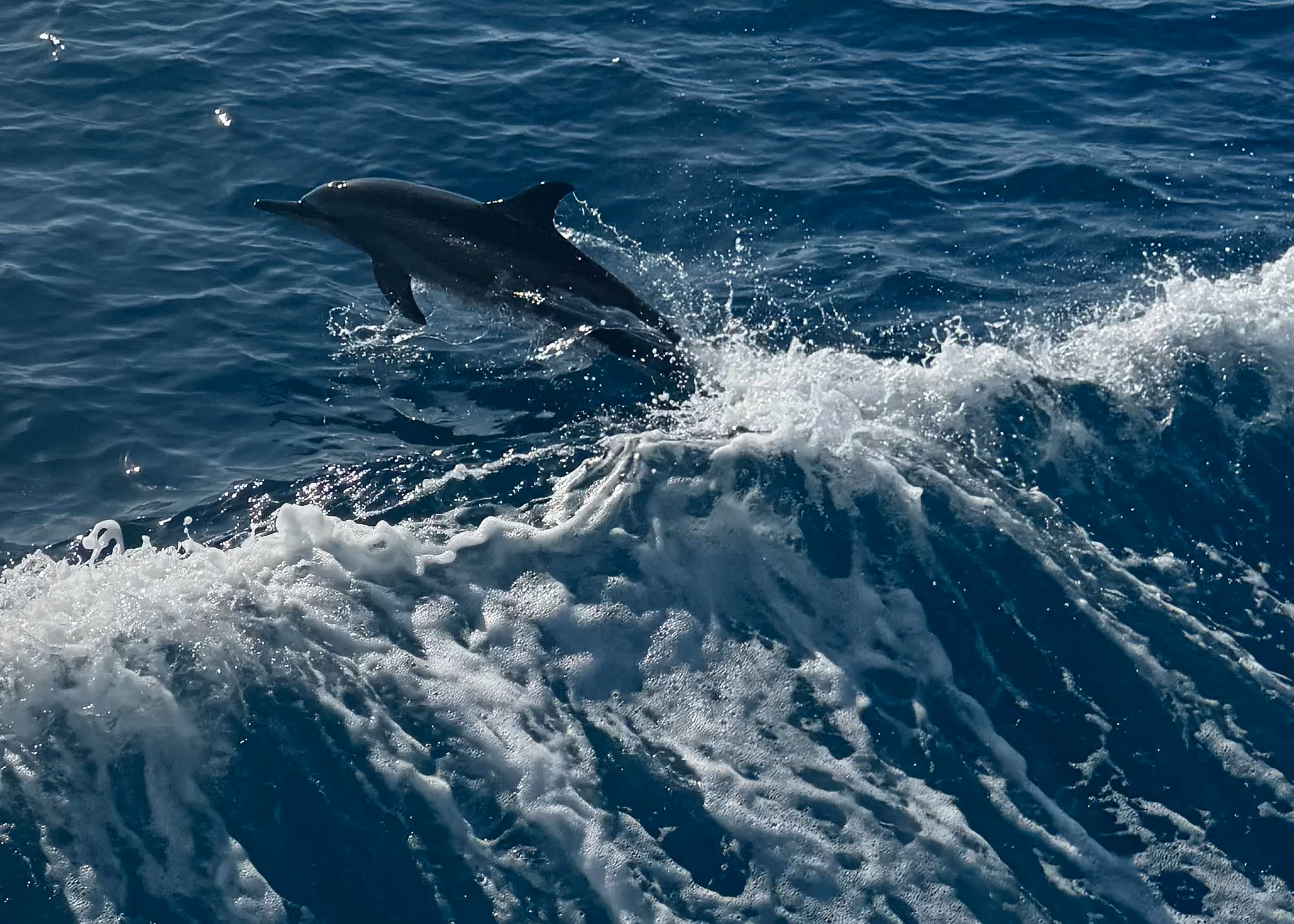A wild dolphin in the sea