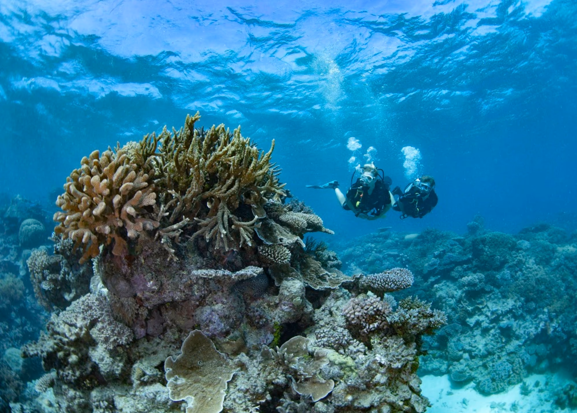 A couple snorkling viewing some coral