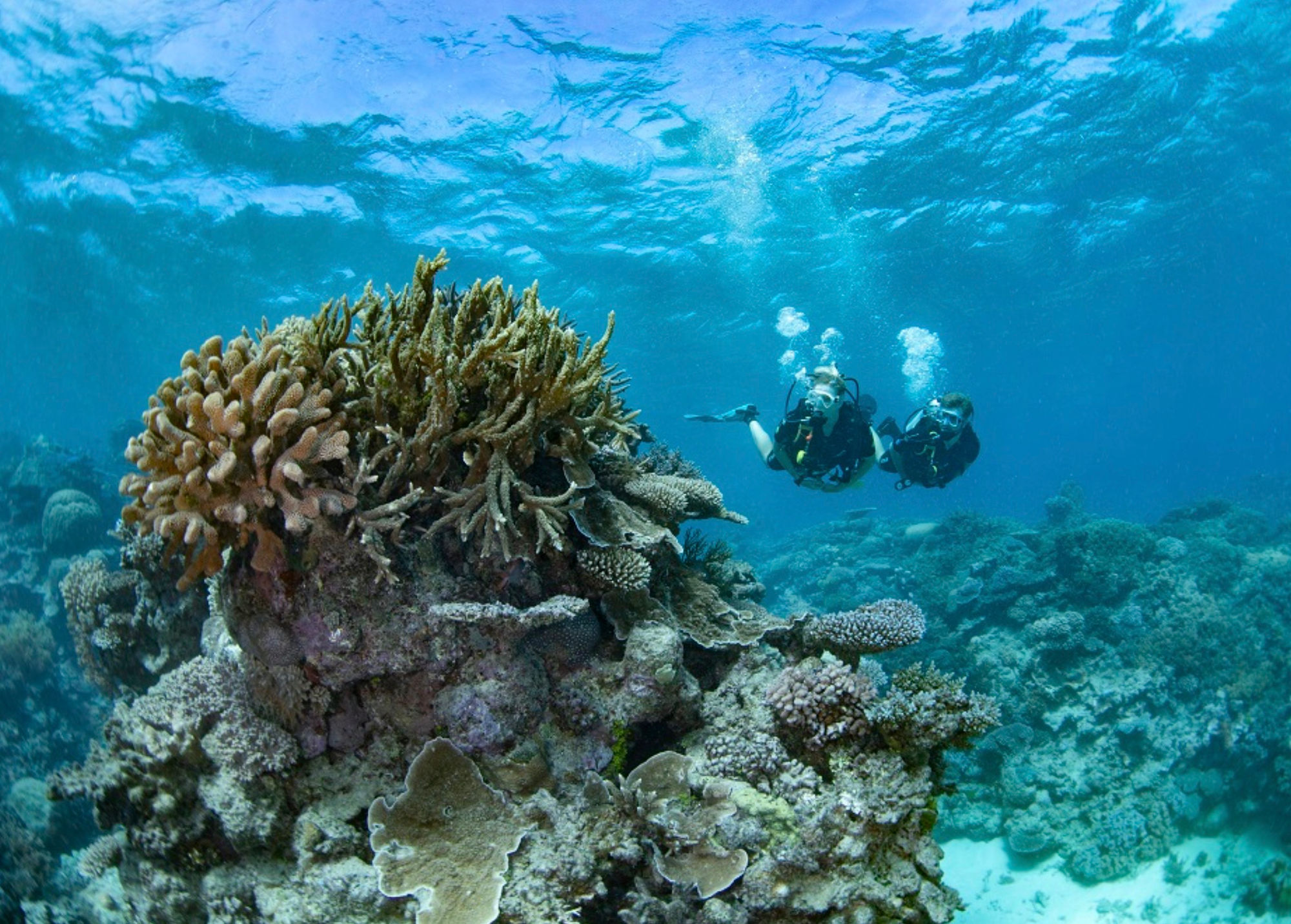 A couple snorkling viewing some coral