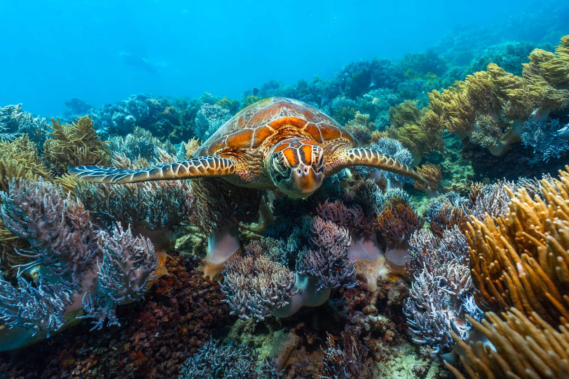 A green sea turtle swimming over coral on the Great Barrier Reef.