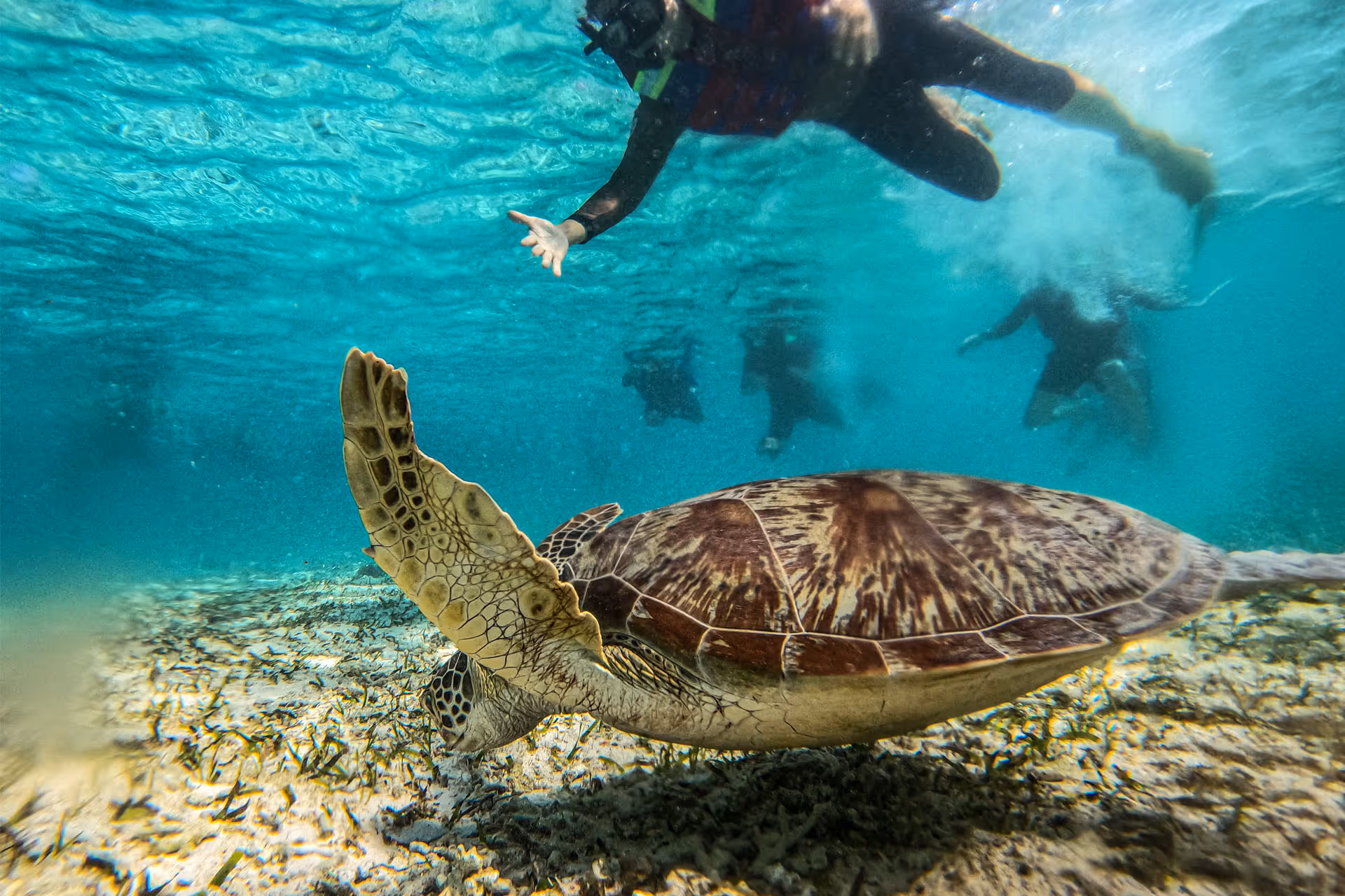 Snorkellers watch a green sea turtle glide through shallow water over the reef.
