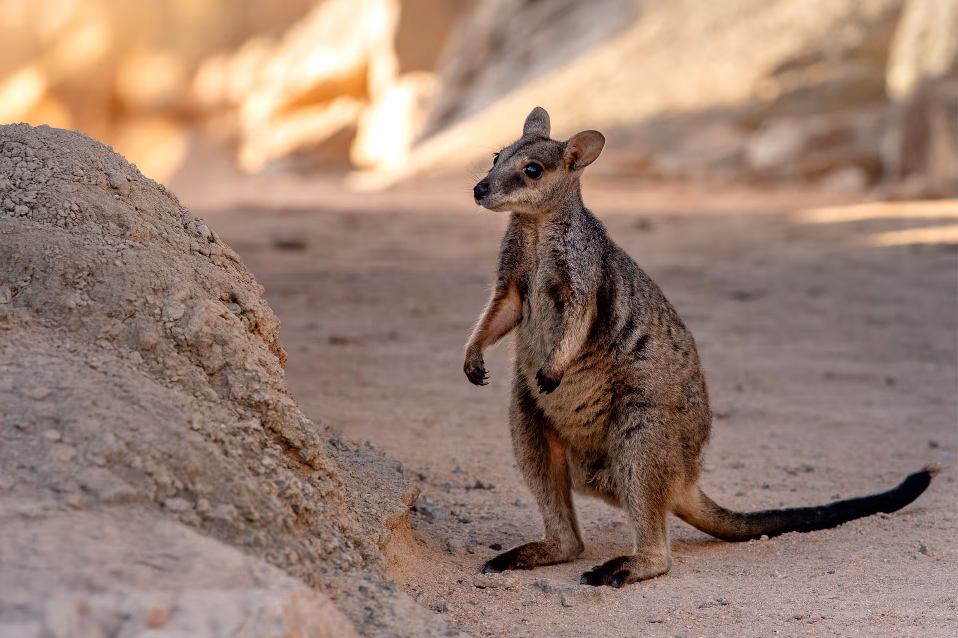 A rock wallaby standing on the granite boulders of Magnetic Island.