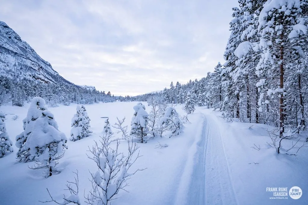 Snøkledd skog og løype i dalen ved Alta