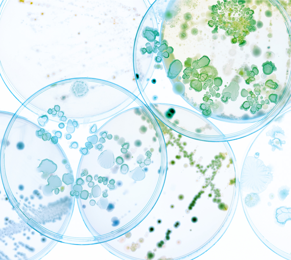 Microscopy-inspired image of green and blue microbial cultures