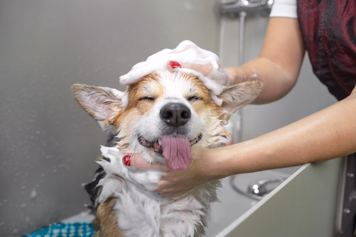 Dog getting washed