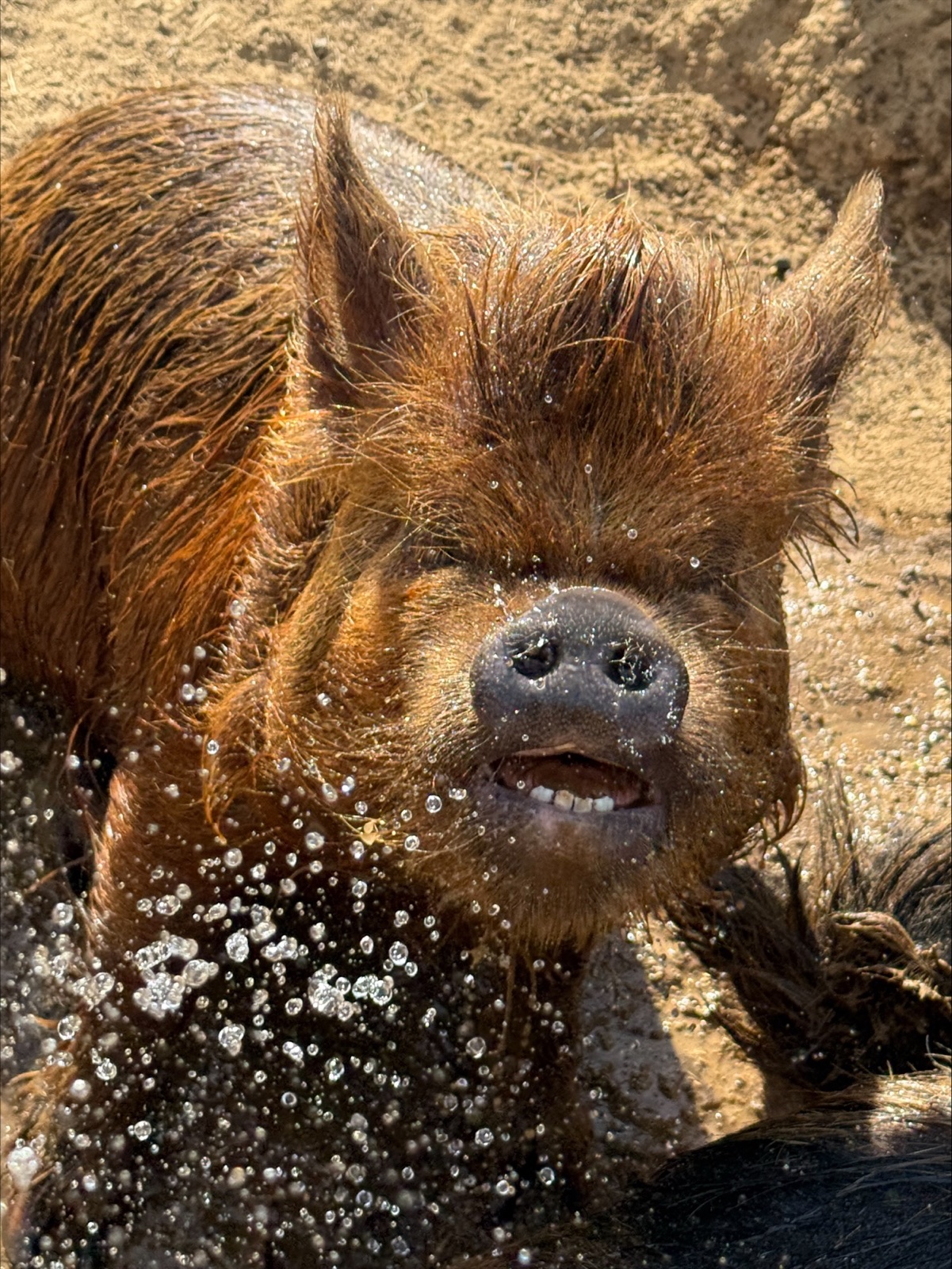 Brown pig splashing in water at Mockingbird Farm.