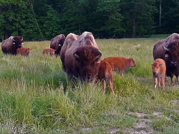 Backyard Bison