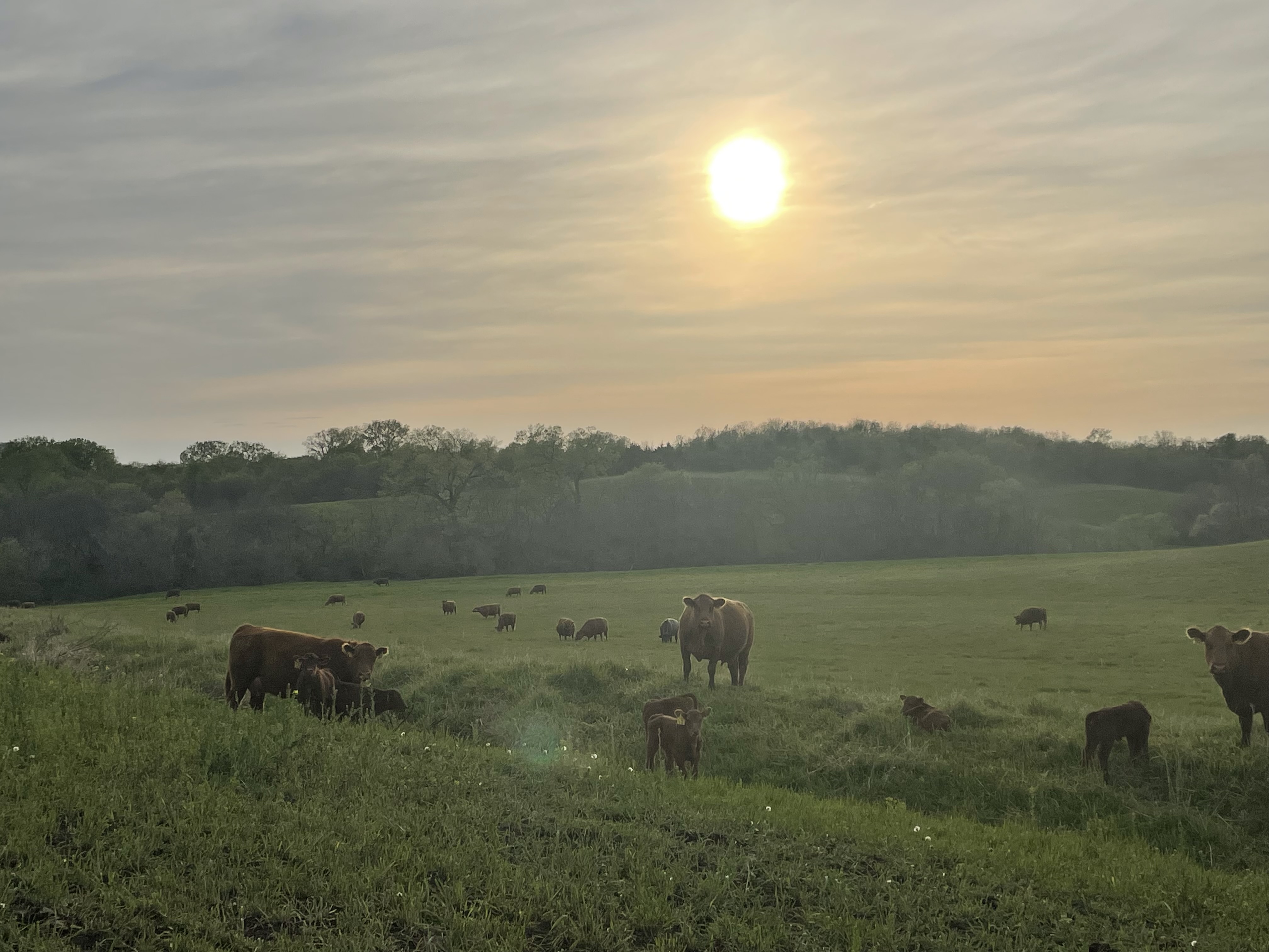 Dog Day Acres Land & Cattle Co