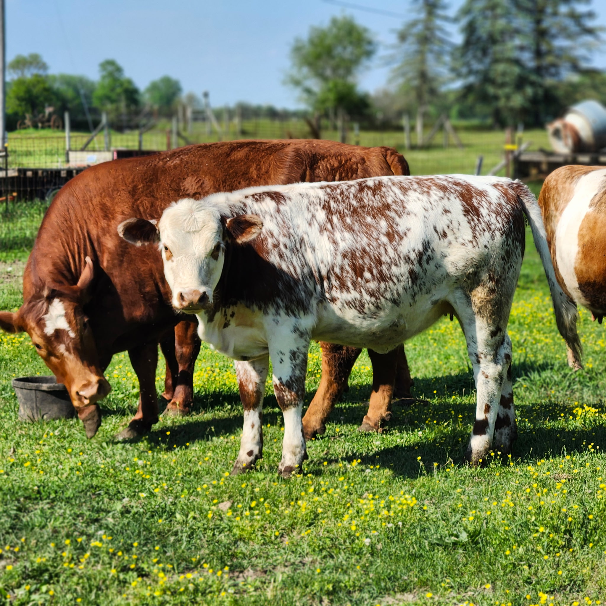 Grateful Acres