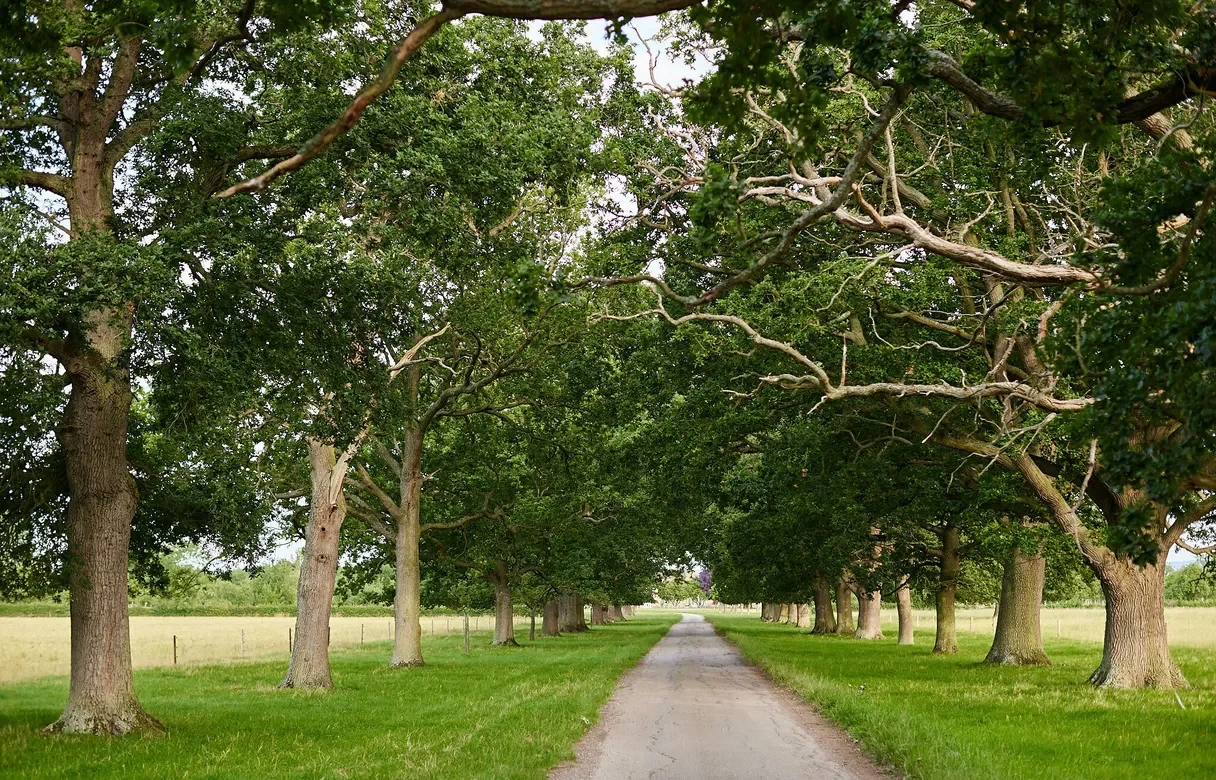 The tree-lined private drive to Moor Farm