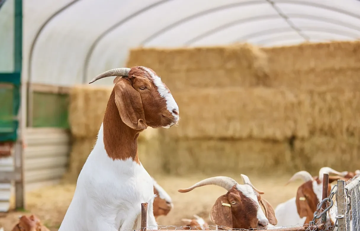 Goats in a straw-filled shelter at Moor Farm