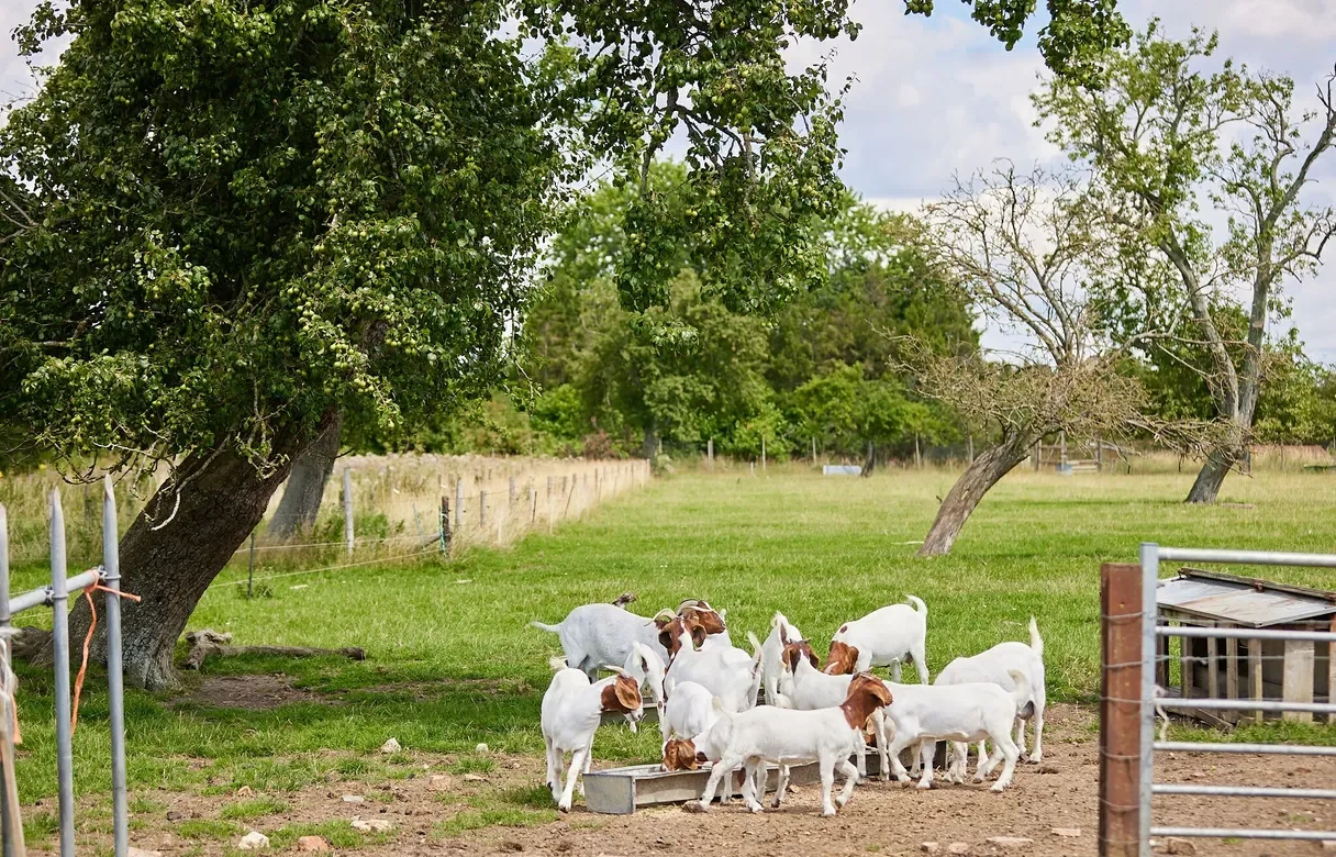 Goats grazing and playing in an outdoor field