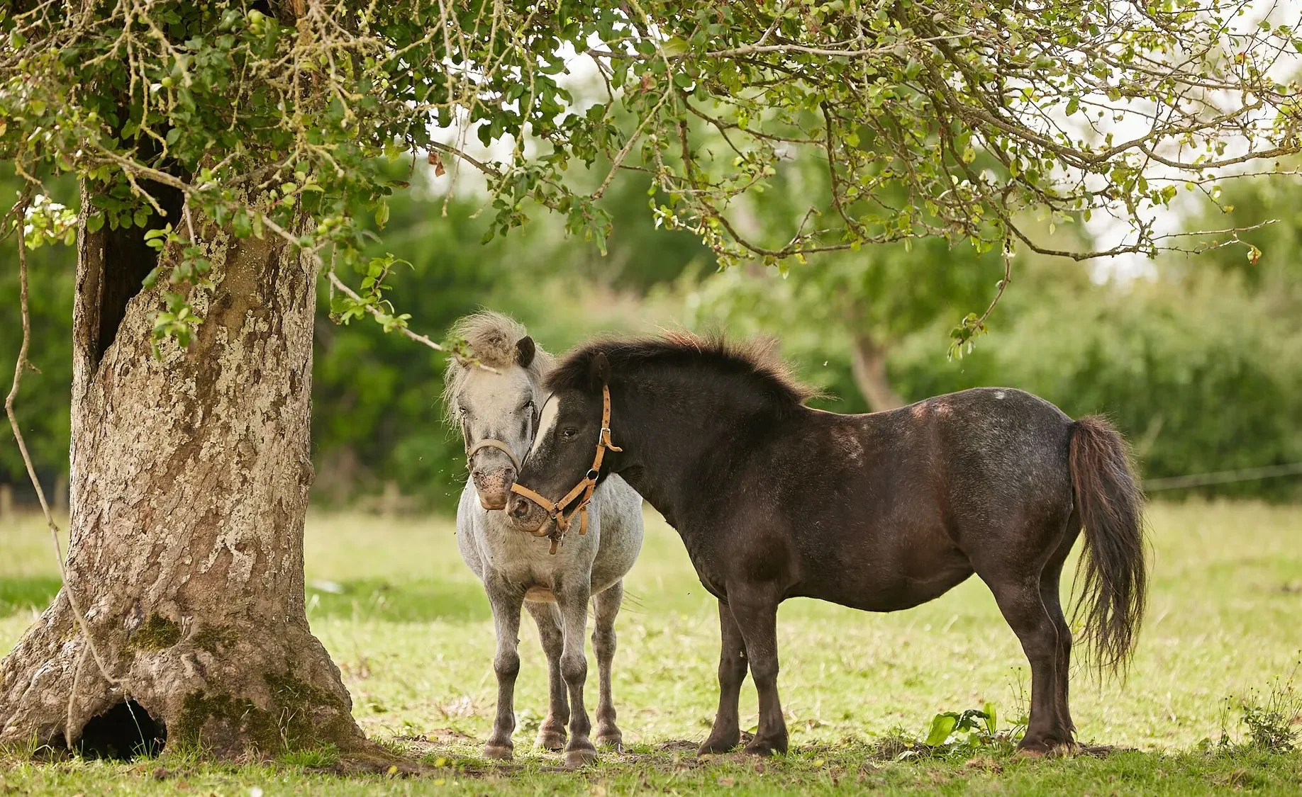 Two ponies, one black and one white, standing in a grass field next to a tree
