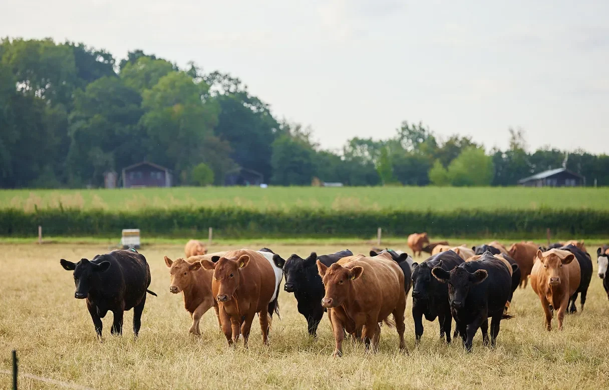 Brown and black cows walking and grazing in a large grass field with trees in the distance