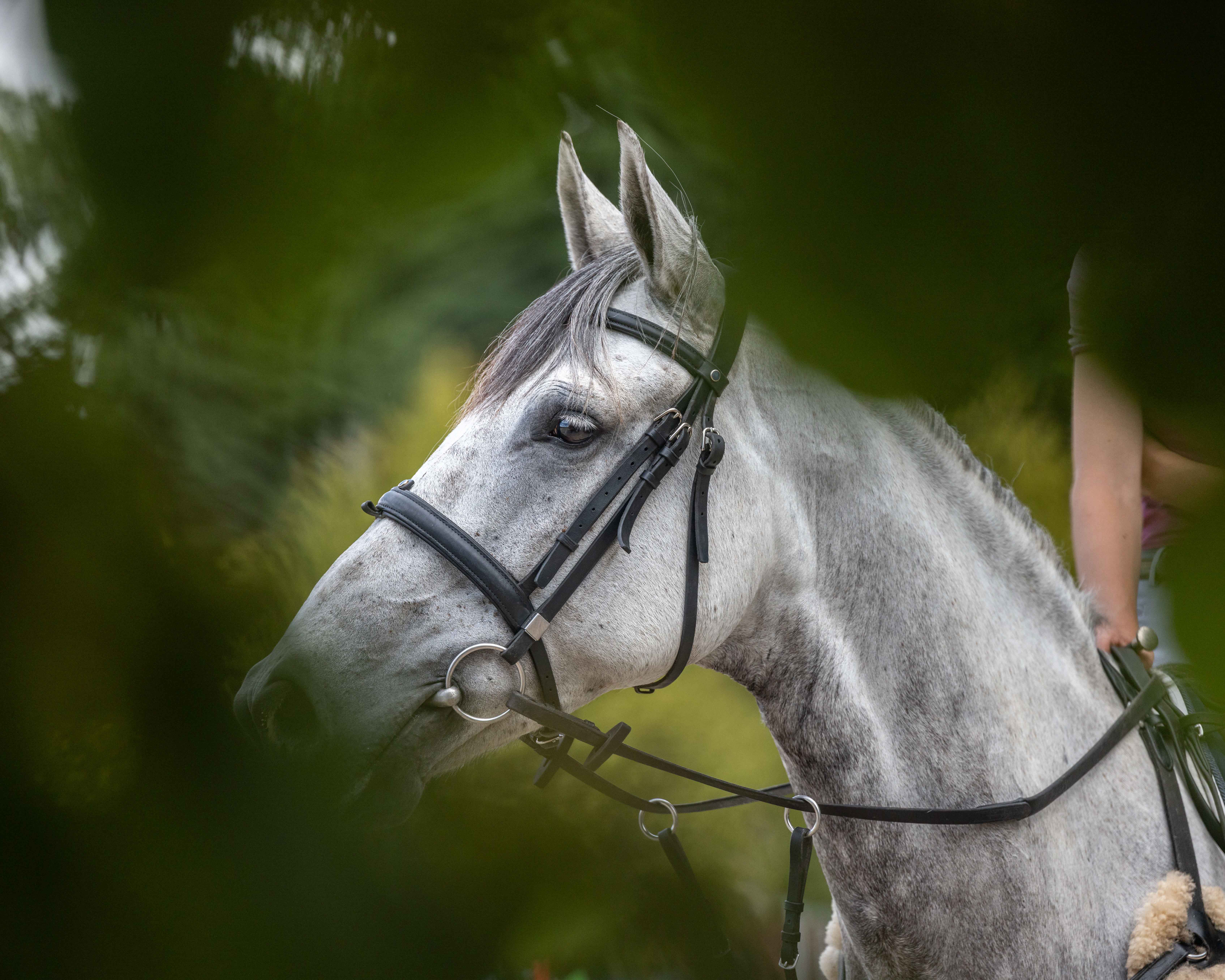 Grey horse wearing a bridle