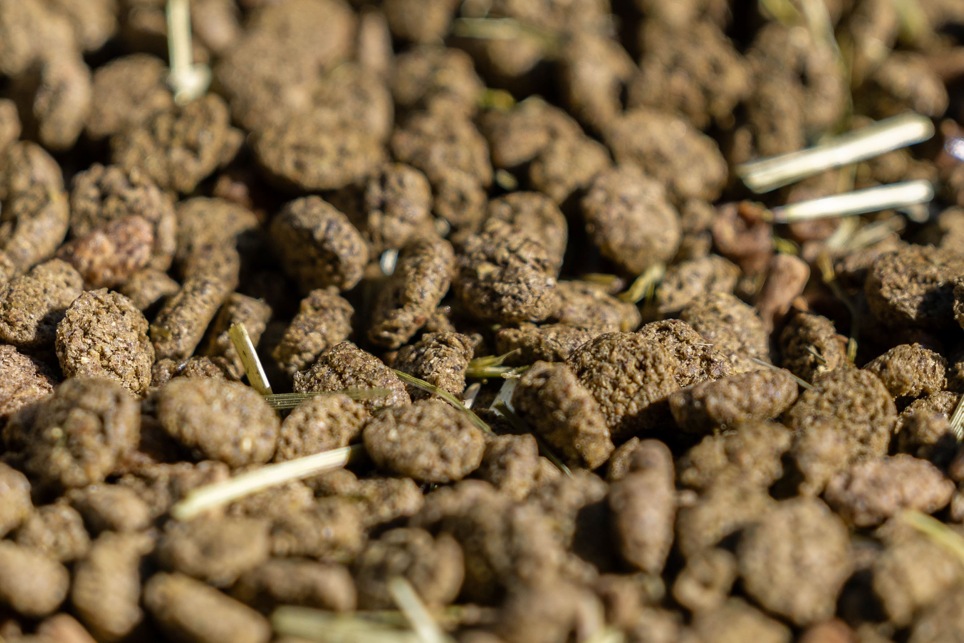 Close-up of horse feed