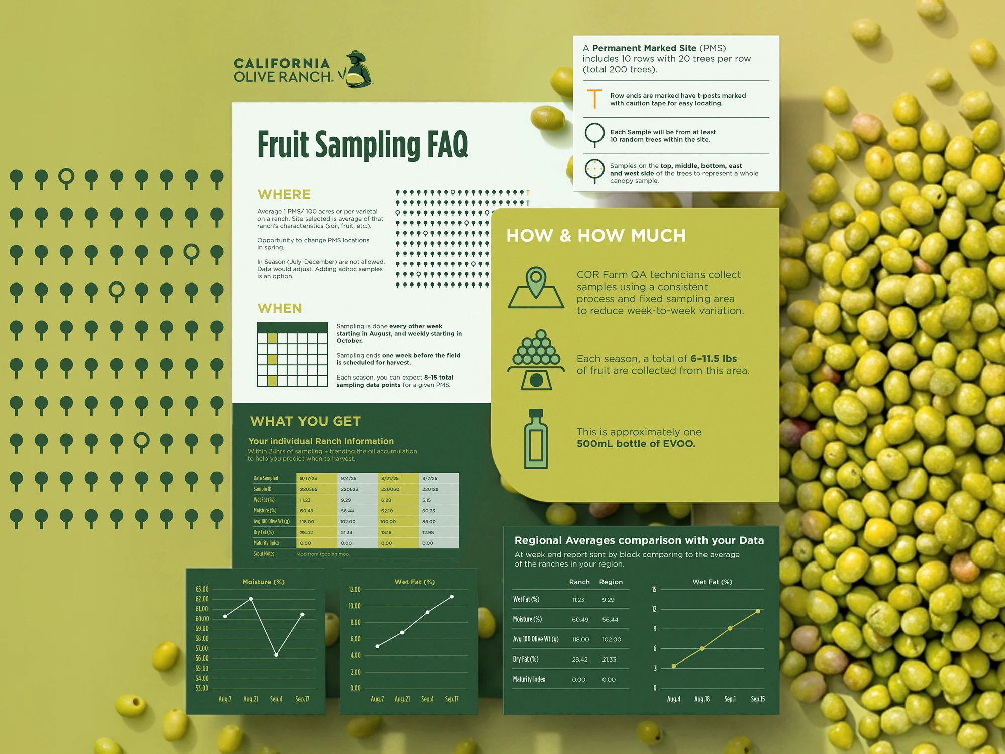 Fruit Sampling FAQ infographic for California Olive Ranch, detailed data visualization on green background showing permanent marked site methodology, sampling schedule, moisture and wet fat charts, and regional comparison data for olive oil production