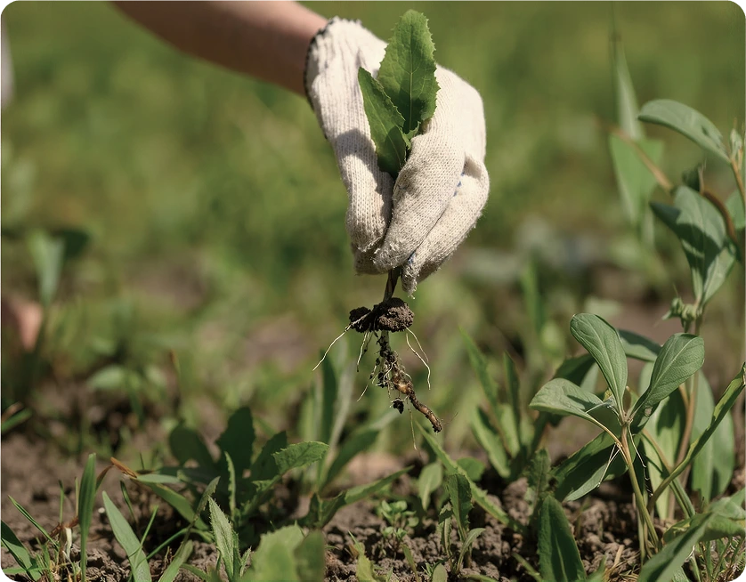 Keep Weeds From Taking Over