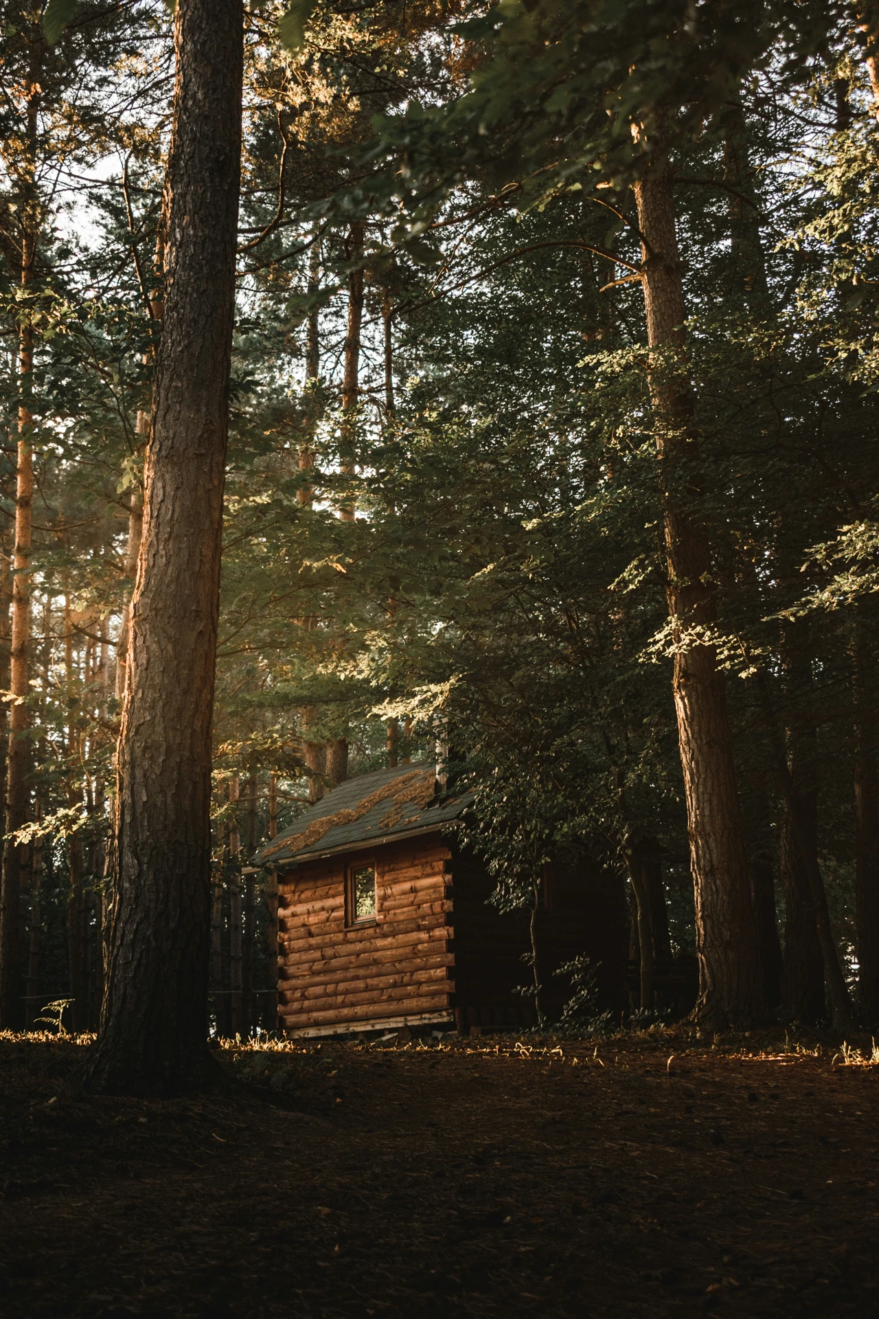 Petite cabane en rondins de bois au toit moussu, entre de grands arbres éclairés par le soleil du soir