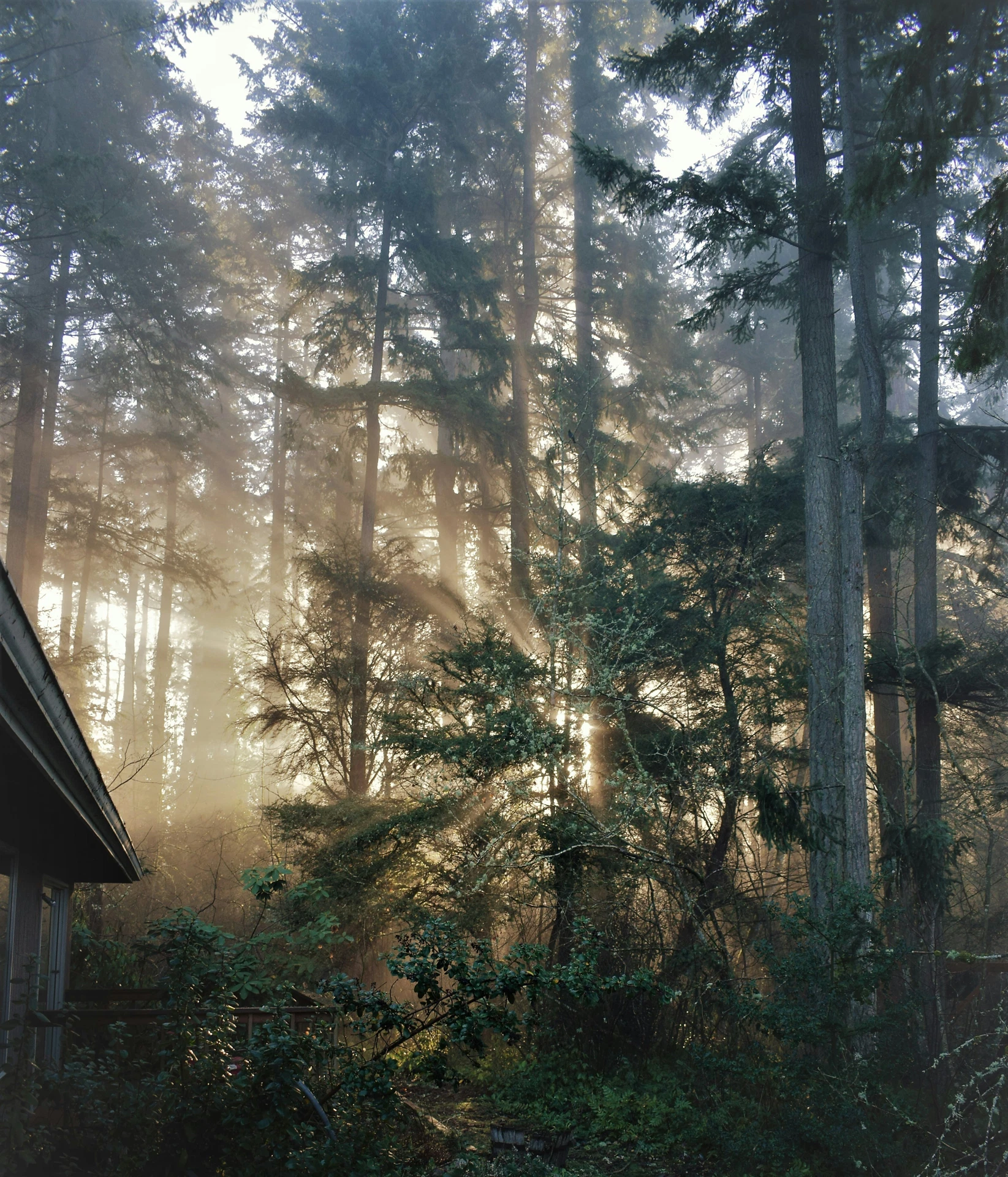 Forêt de conifères traversée par les rayons du soleil dans la brume du matin