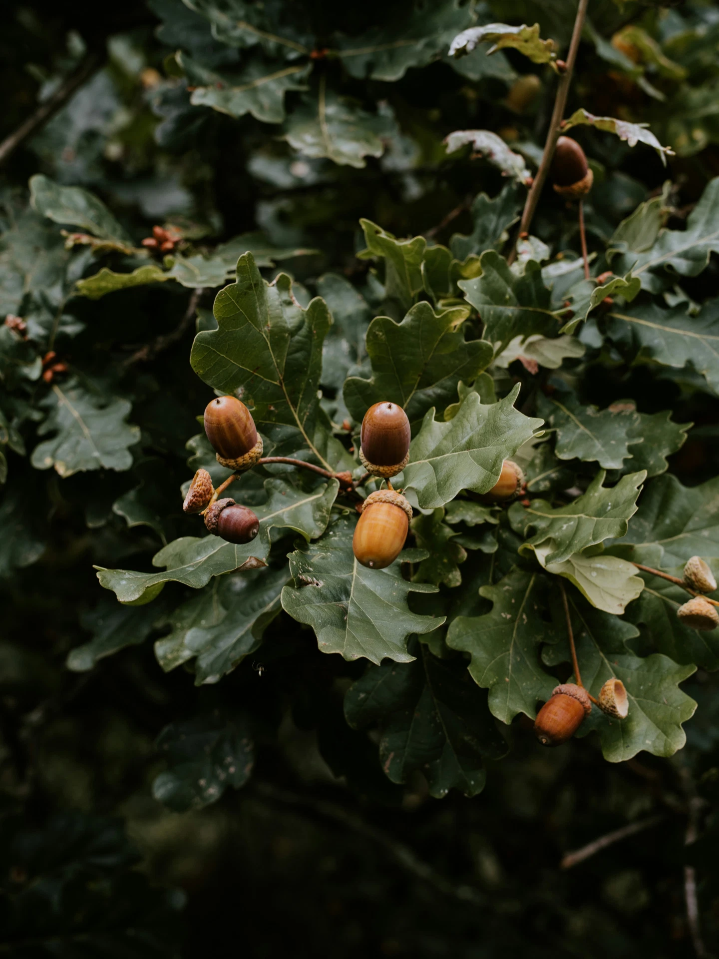 Branche de chêne avec feuilles lobées et glands, essence de bois massif européen utilisée en menuiserie extérieure