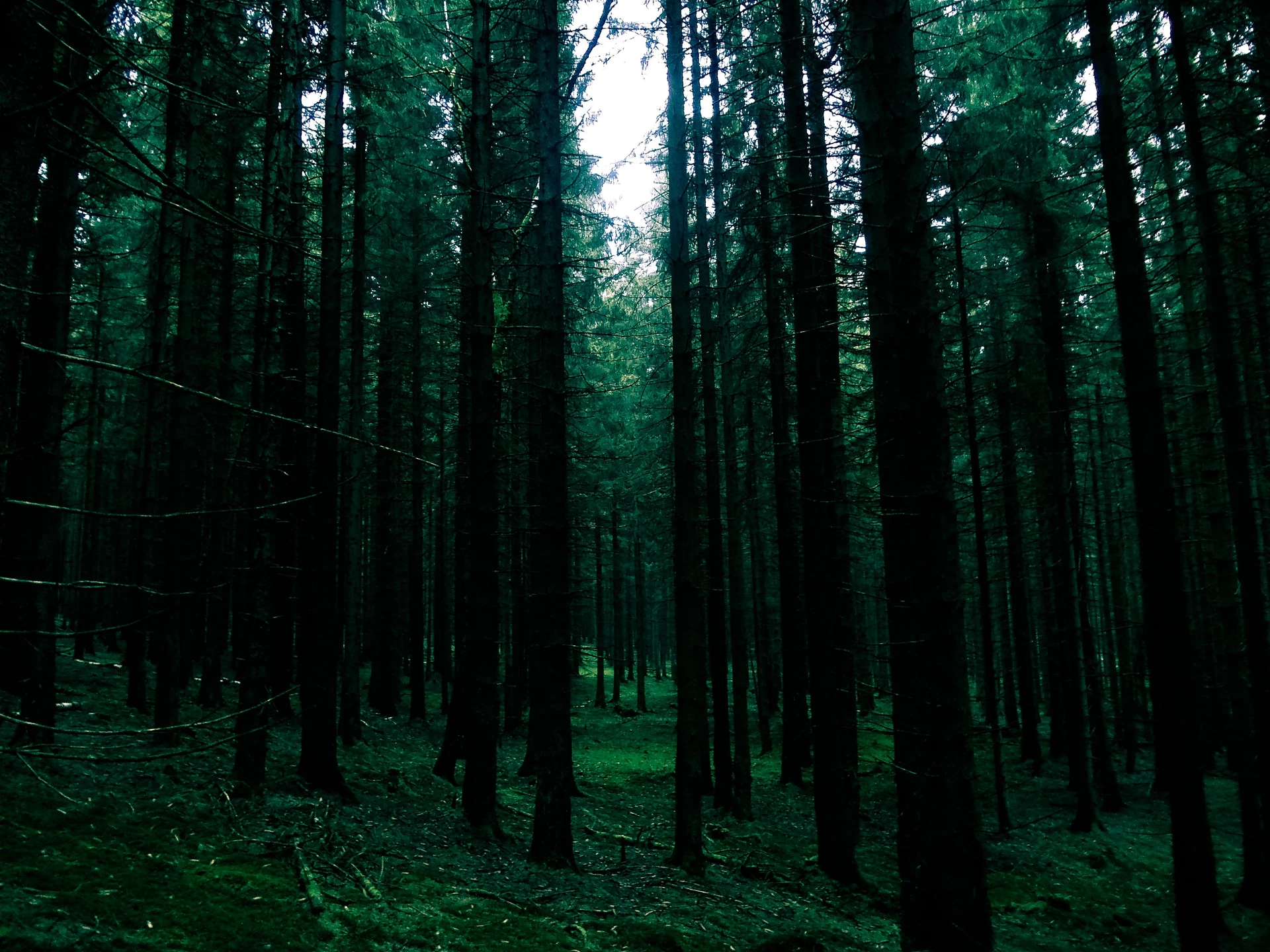 Sous-bois d’une forêt de résineux aux troncs droits et au tapis d’herbe verte