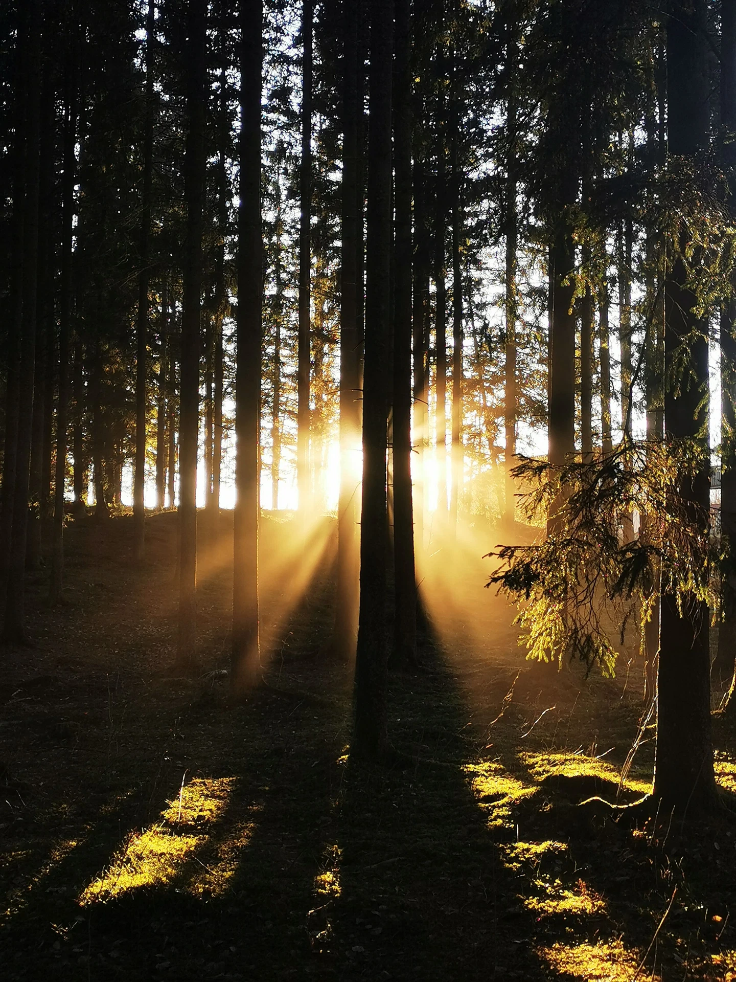 Soleil couchant à travers les troncs d’une forêt de résineux