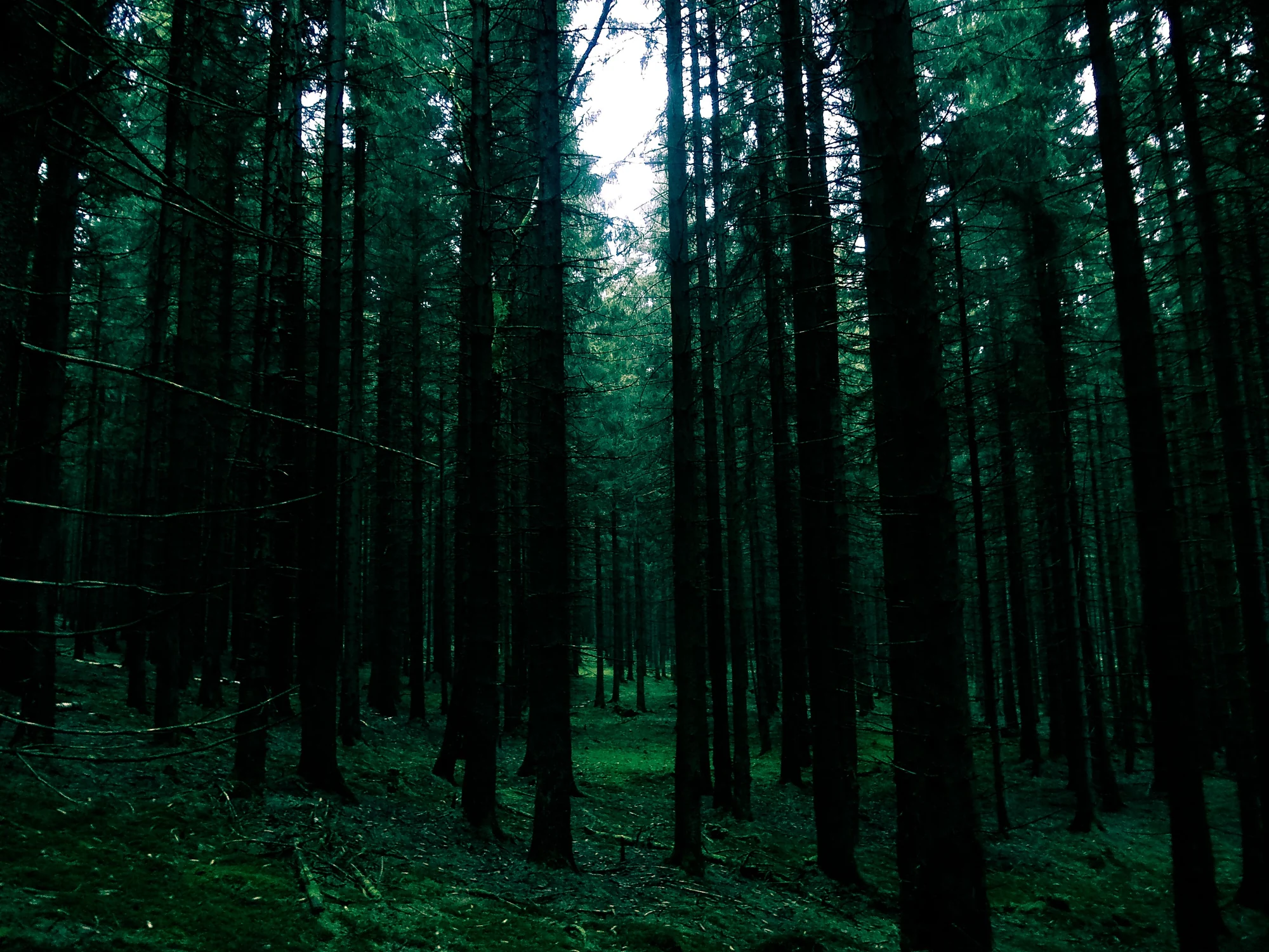 Forêt de résineux aux troncs droits, avec un sous-bois verdoyant