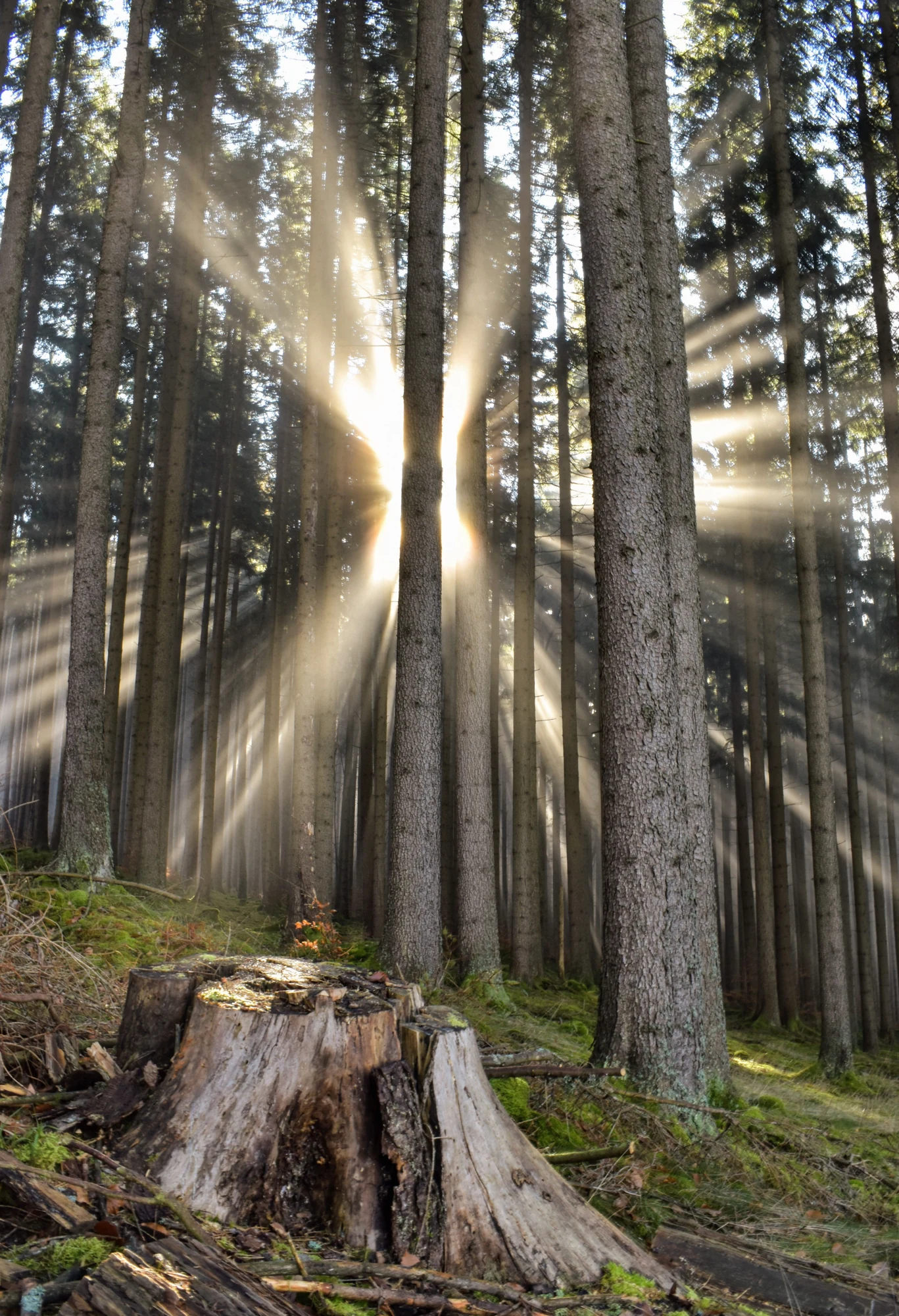 Rayons de soleil entre les troncs d’une forêt de résineux, sol couvert de mousse