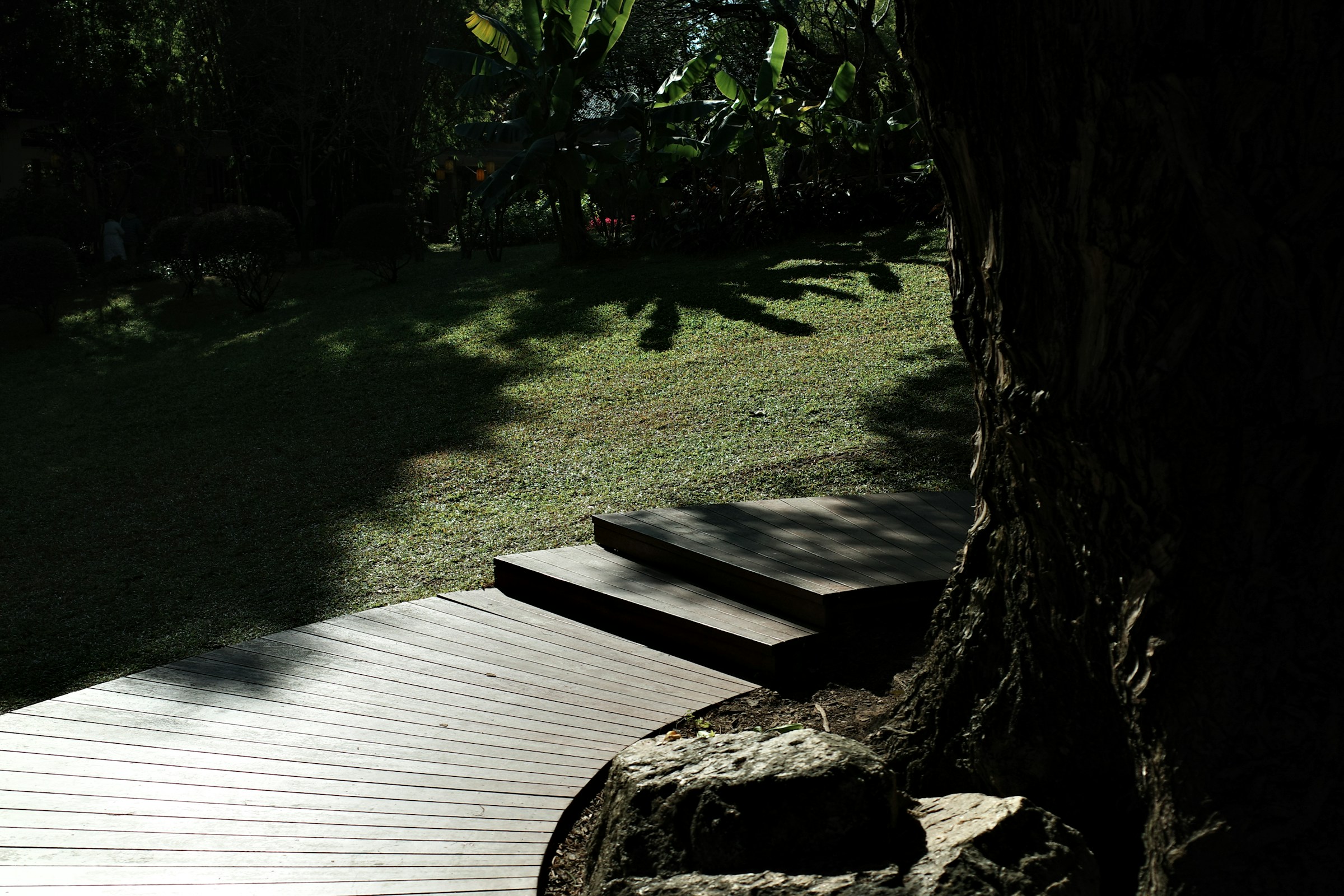 Terrasse en bois courbe avec deux marches contournant le tronc d’un grand arbre, au bord d’une pelouse