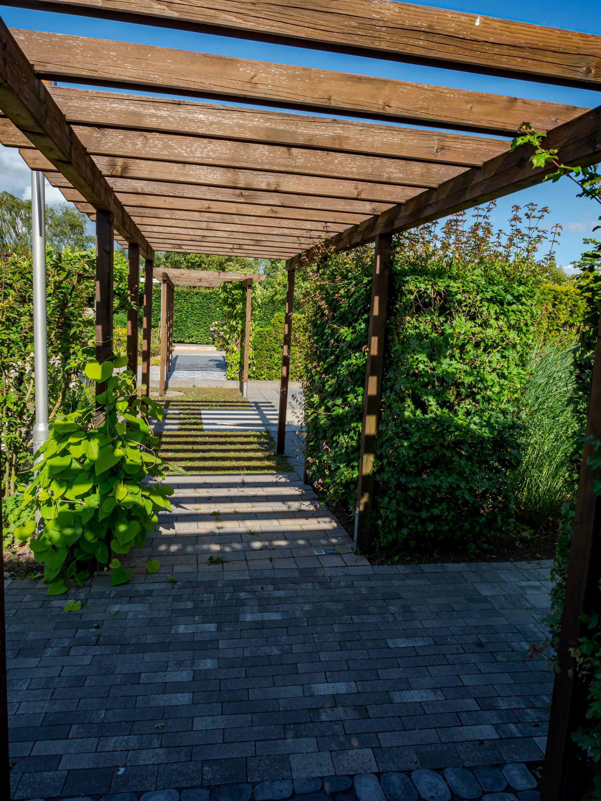Pergola en bois au-dessus d’une allée pavée bordée de haies, avec des plantes grimpantes au pied des poteaux