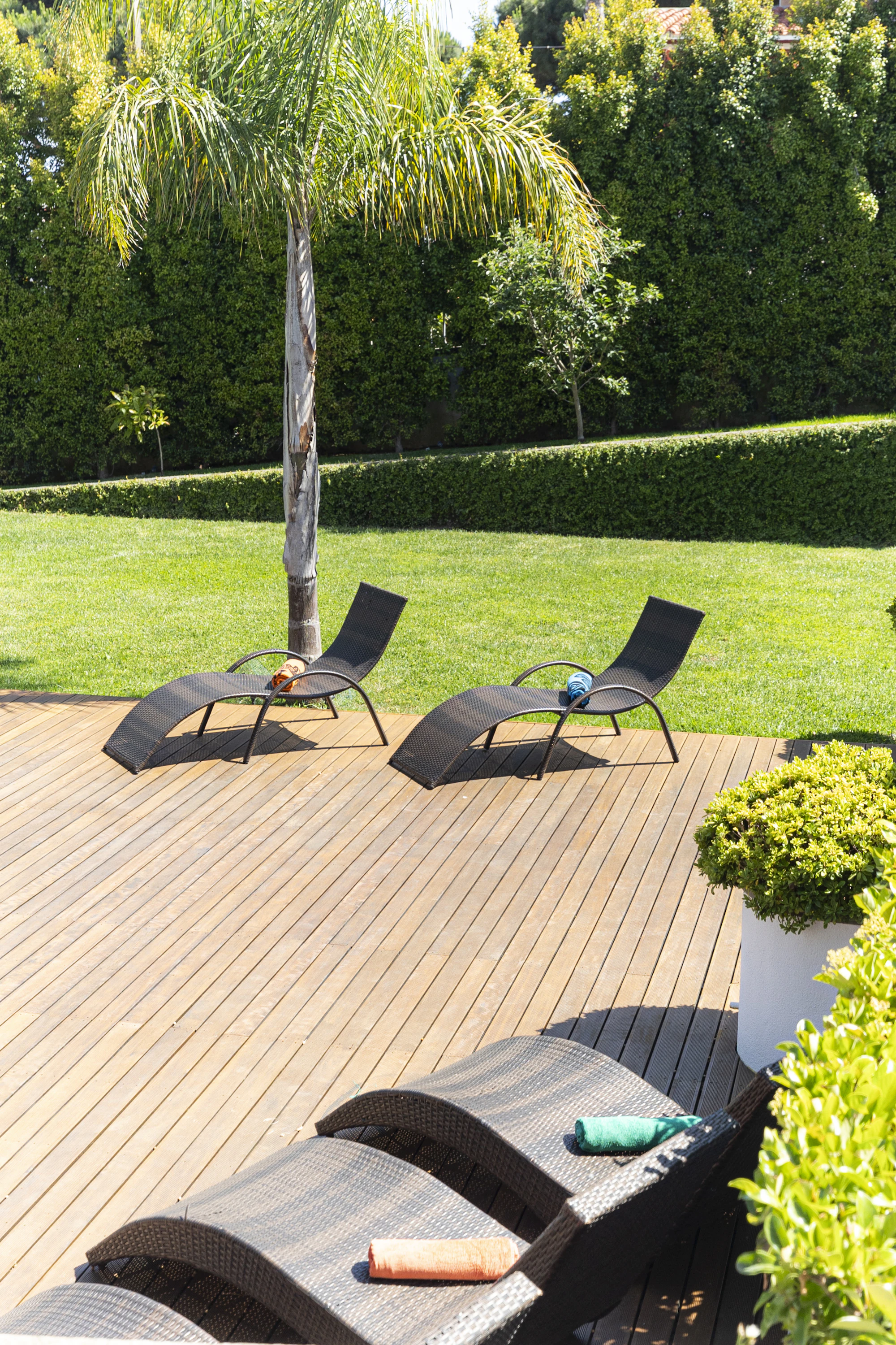 Terrasse en bois posée au ras de la pelouse, avec chaises longues, palmier et haie taillée en arrière-plan