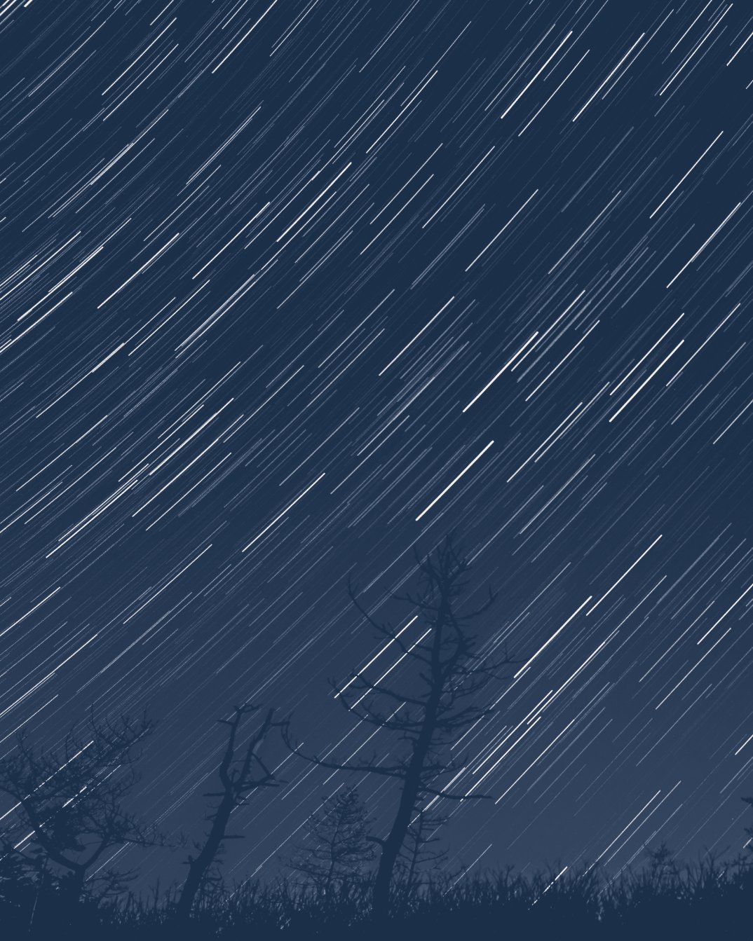 Star trails arcing across a night sky above a tree