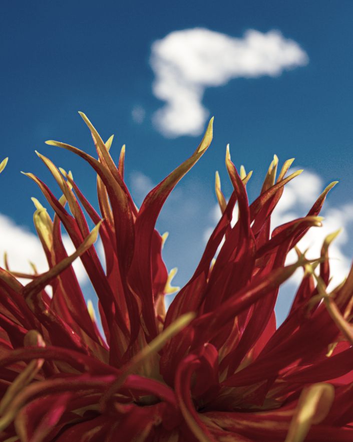 Red dahlia petals against sky, muted