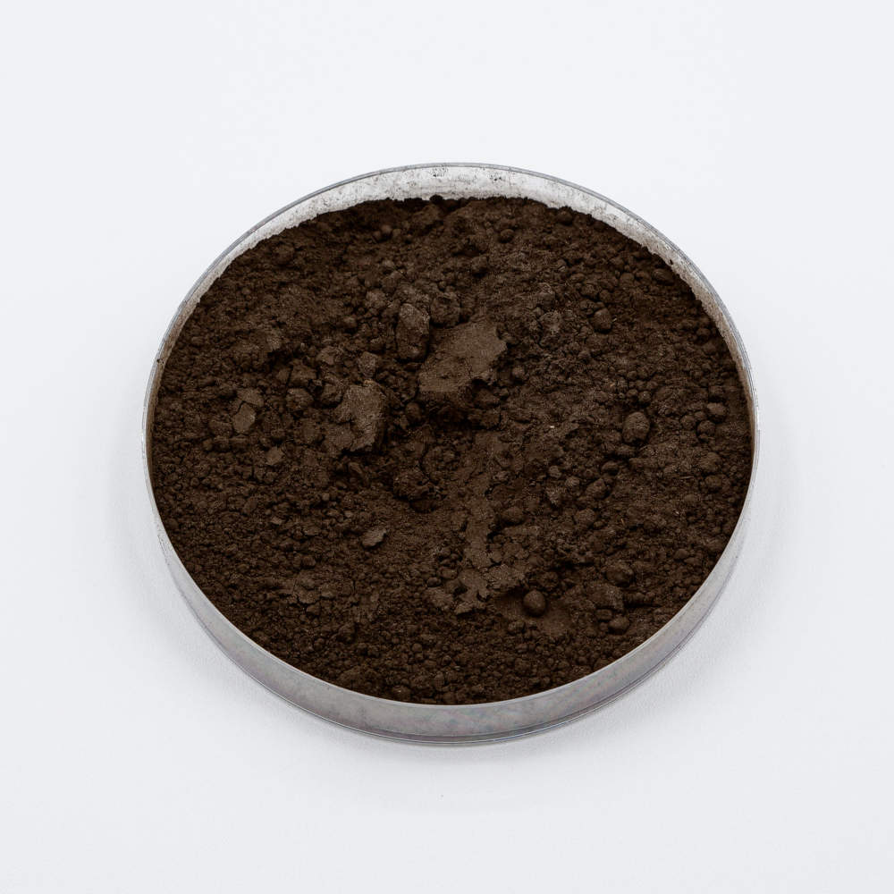 ผงเชื้อรา Aspergillus niger ในจานเพาะเชื้อ