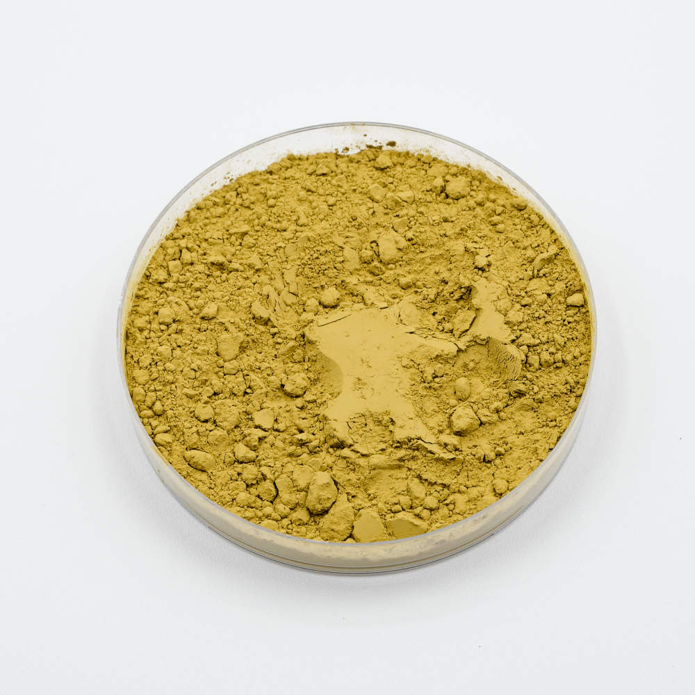 Aspergillus oryzae ชนิดผงในจานเพาะเชื้อ