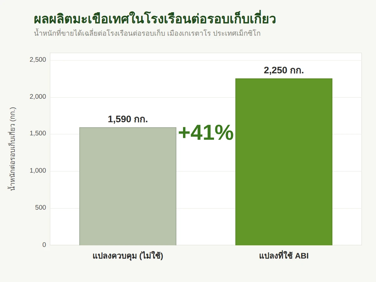ผลผลิตมะเขือเทศที่ขายได้ต่อรอบเก็บเกี่ยว เพิ่มขึ้น 41% เทียบกับแปลงควบคุม