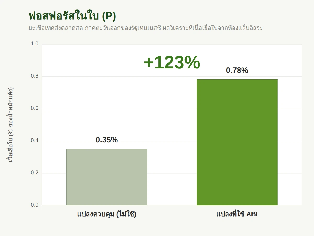ฟอสฟอรัสในใบมะเขือเทศ เพิ่มขึ้น 123 เปอร์เซ็นต์ (0.35% เป็น 0.78%)