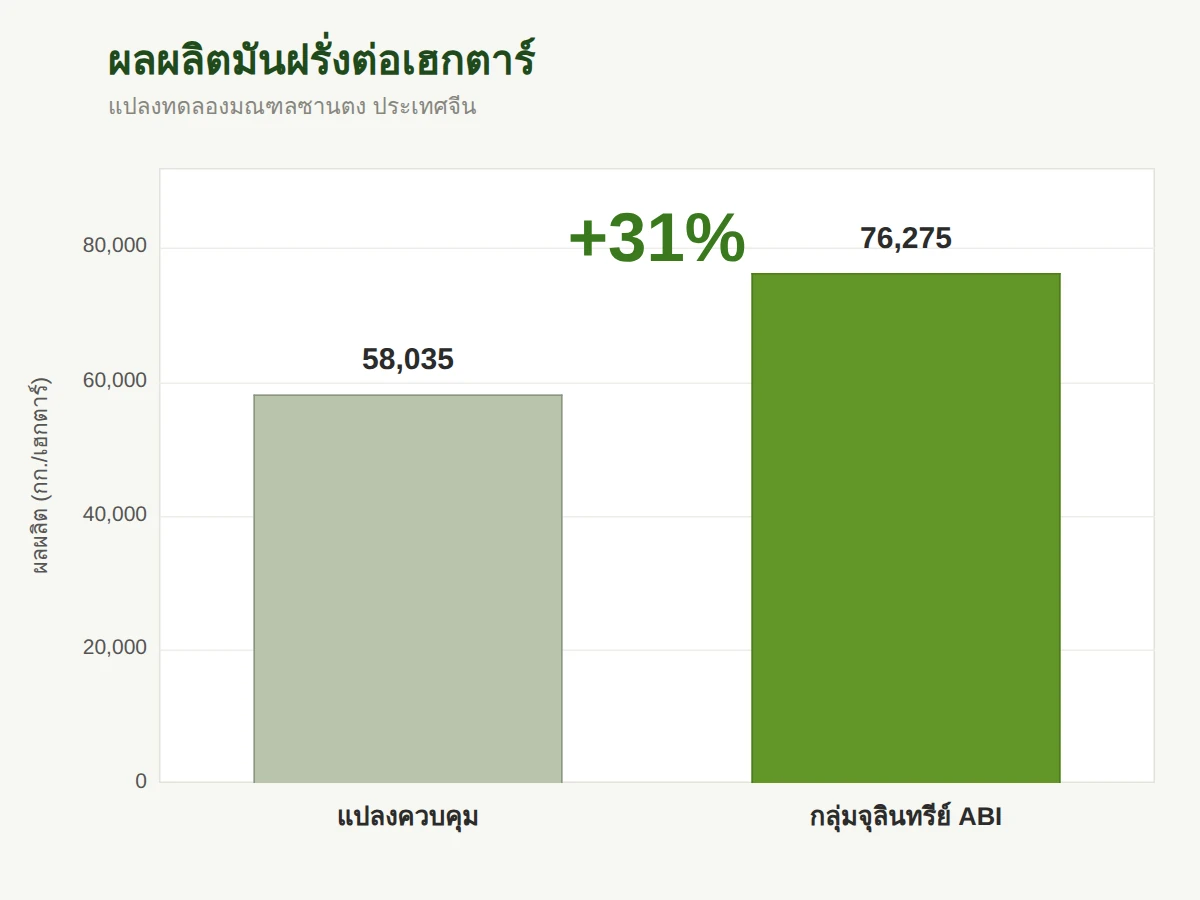 ผลผลิตมันฝรั่งต่อเฮกตาร์ เพิ่มขึ้น 31 เปอร์เซ็นต์เทียบกับแปลงควบคุม