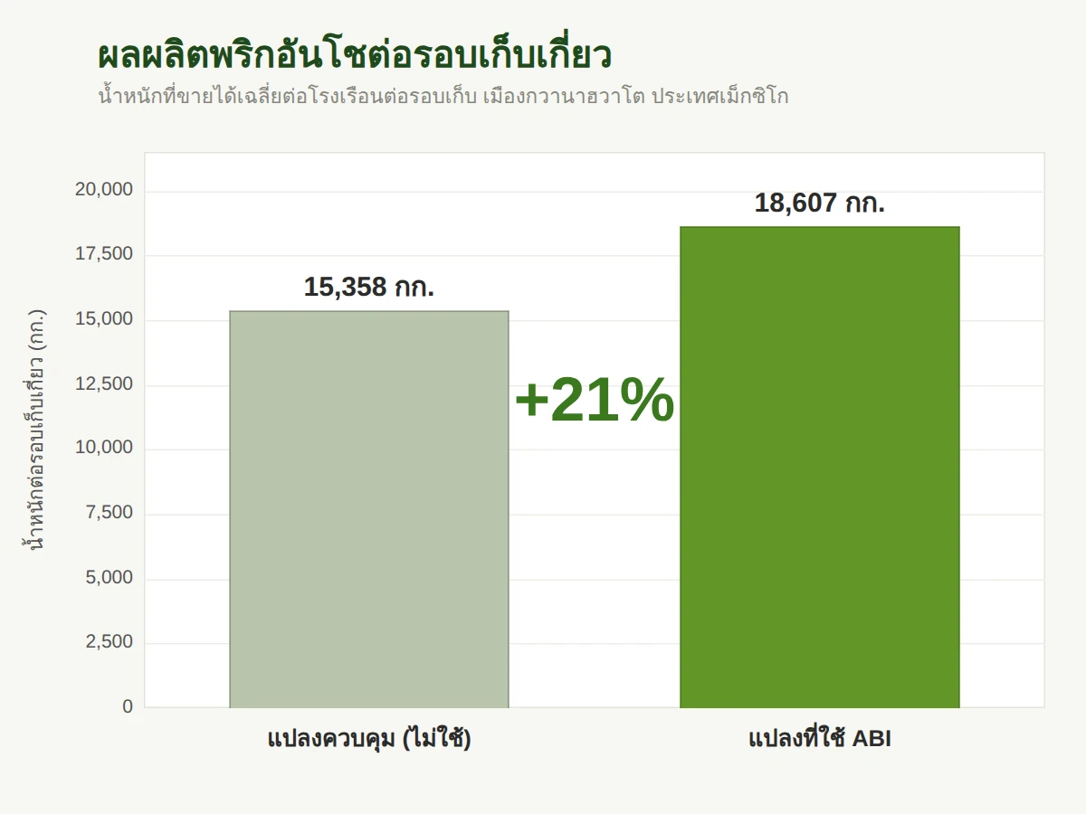 ผลผลิตพริกที่ขายได้ต่อรอบเก็บเกี่ยว เพิ่มขึ้น 21% เทียบกับแปลงควบคุม