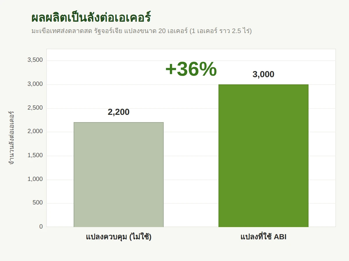 ผลผลิตมะเขือเทศเป็นจำนวนกล่องต่อเอเคอร์ เพิ่มขึ้น 36%