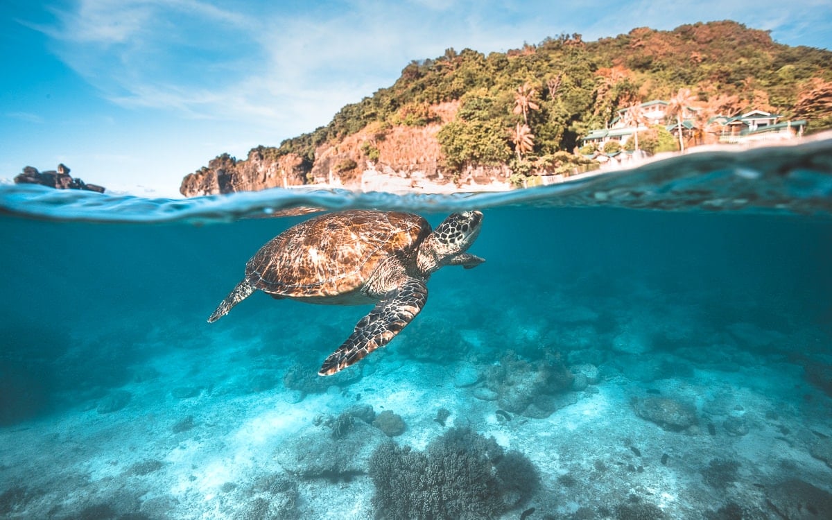 Sea turtle swimming just below the surface beside a tropical island